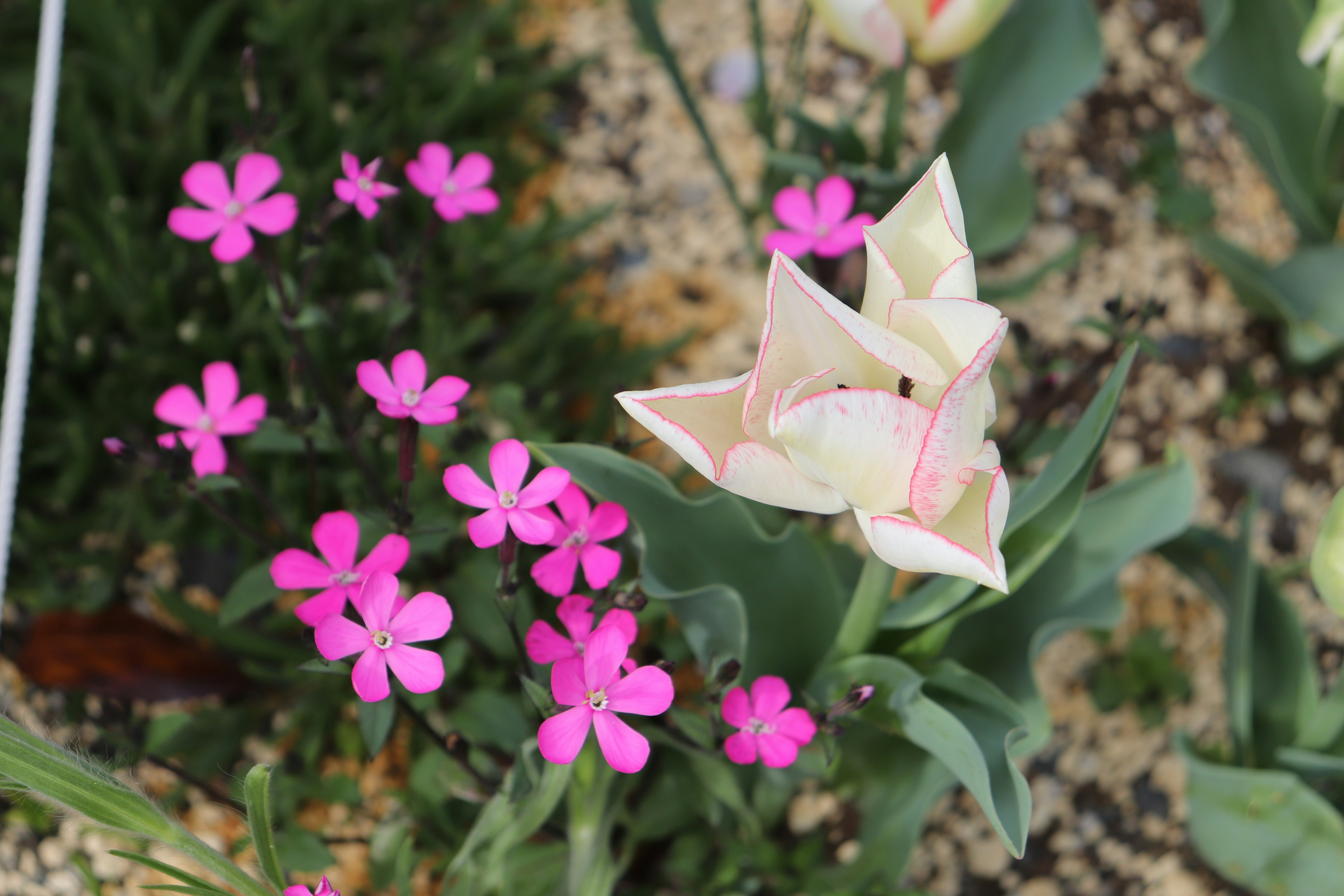 白色和粉色鬱金香與小粉色花朵在花園中