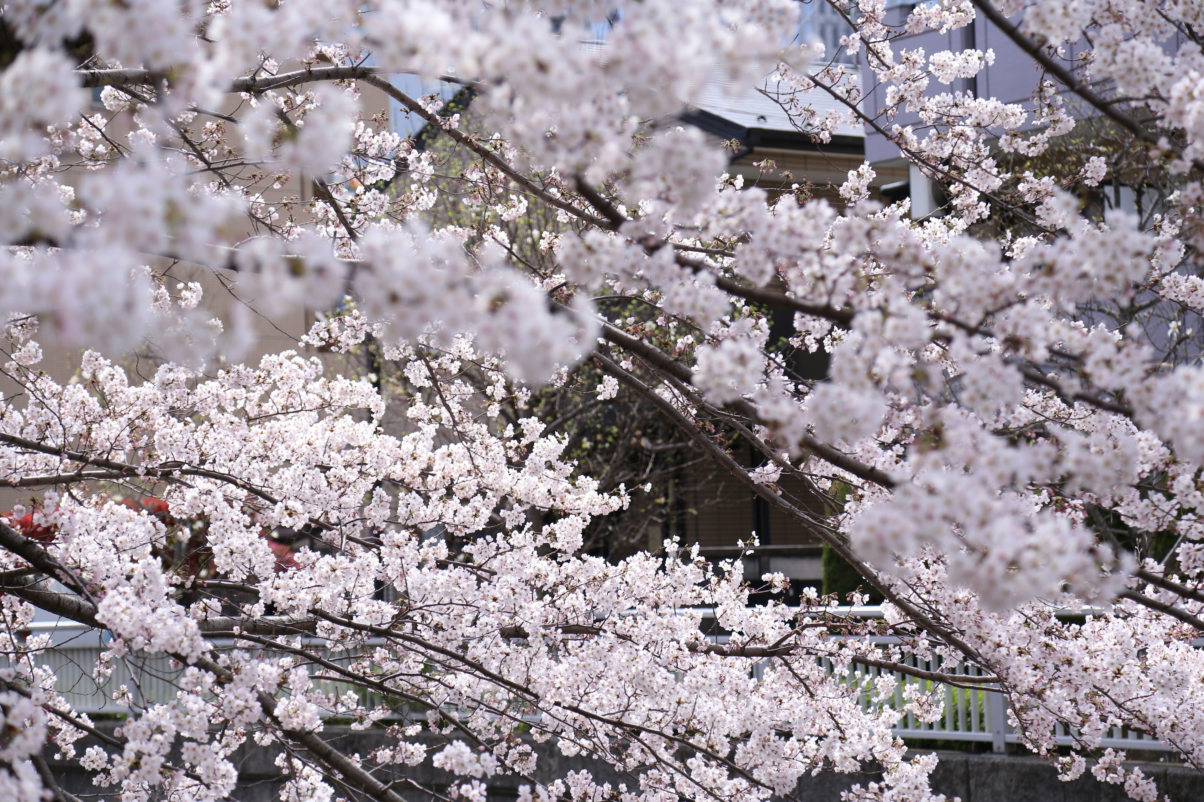 Pemandangan indah bunga sakura yang mekar dengan kelopak putih lembut