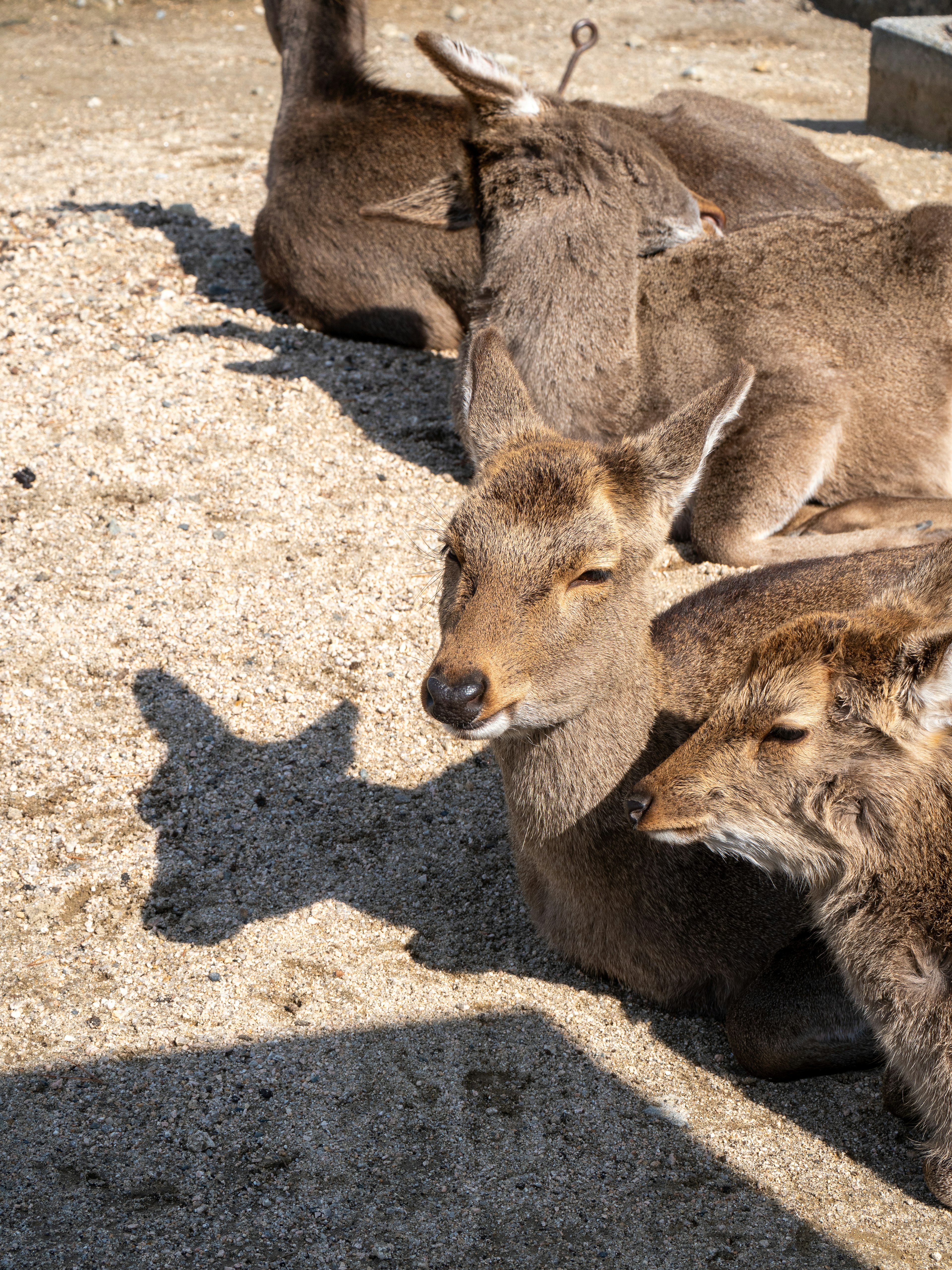 Un groupe de cerfs se reposant au soleil avec des expressions calmes et des ombres visibles