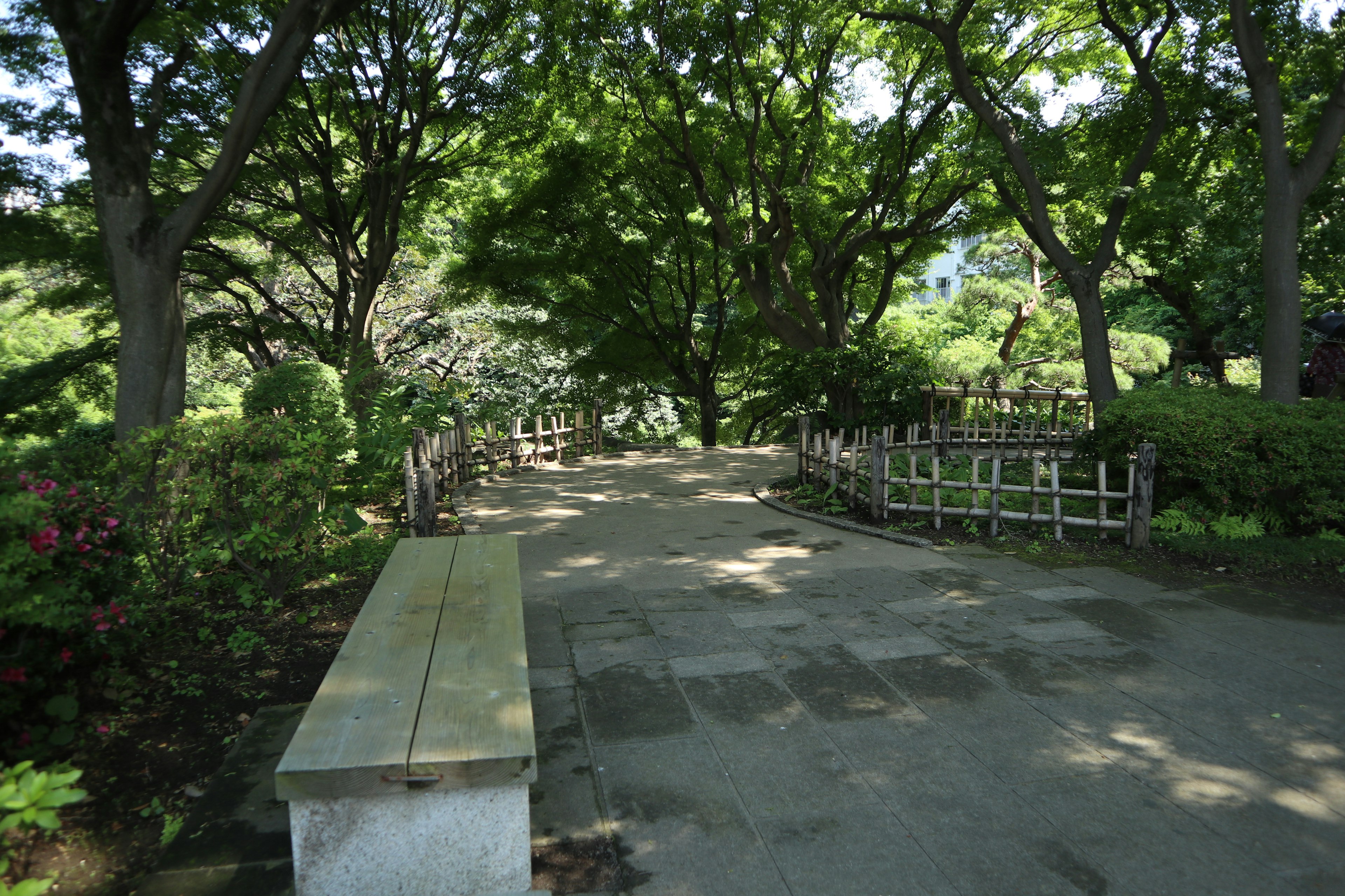 Sentier de parc pittoresque avec une verdure luxuriante et un banc