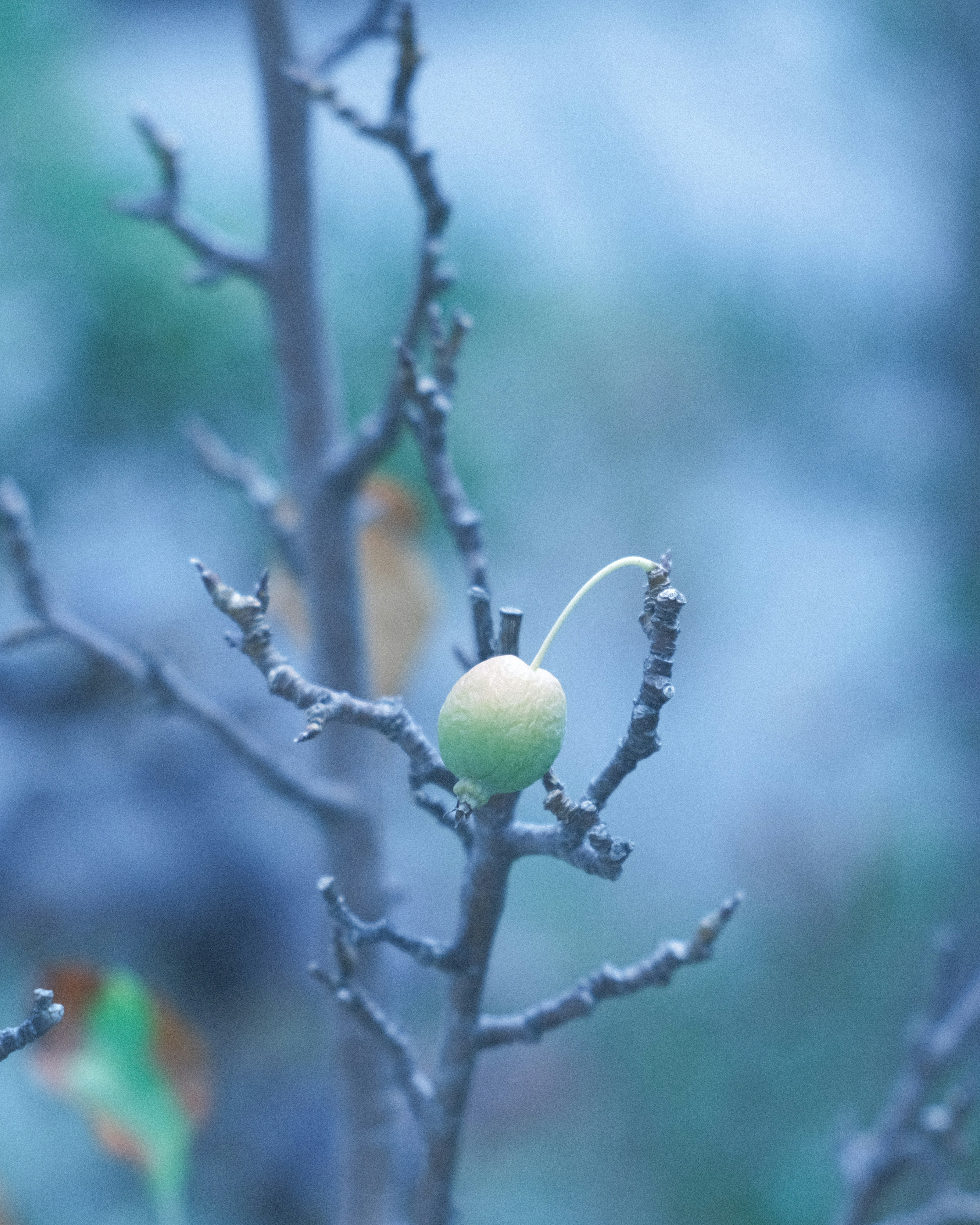 Close-up of a green fruit on a bare branch