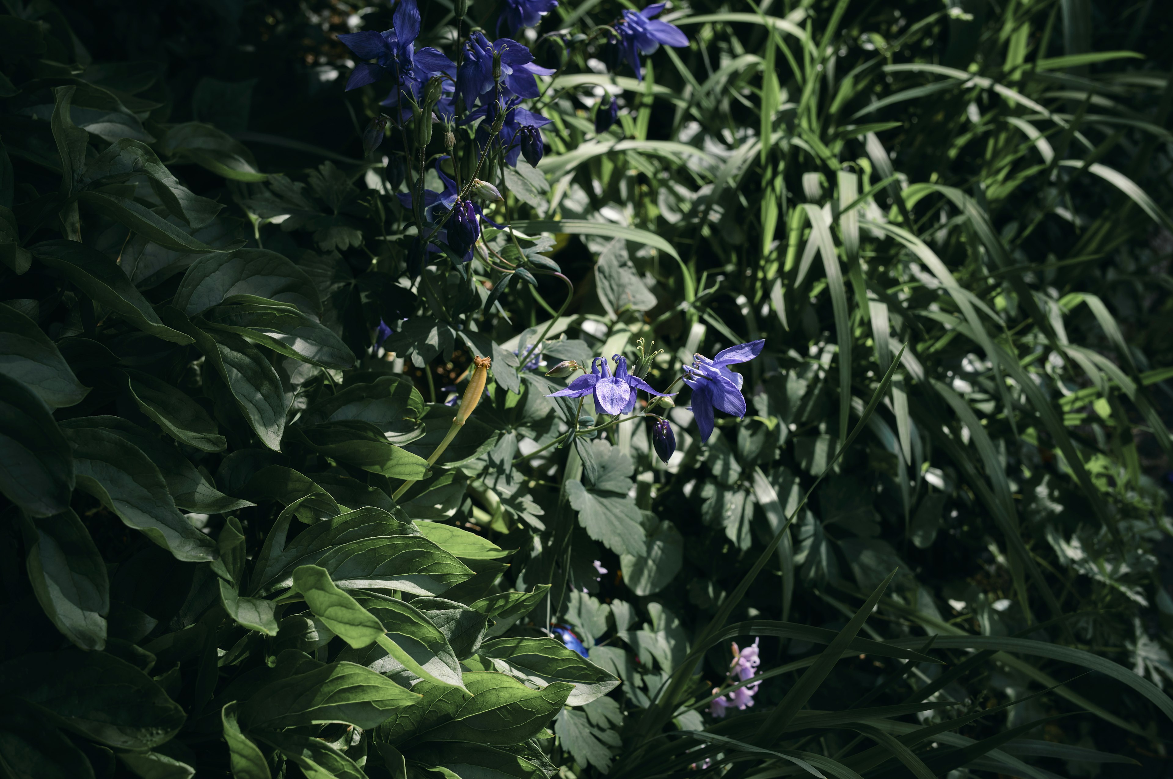 Gros plan de fleurs bleu-violet parmi des feuilles vertes