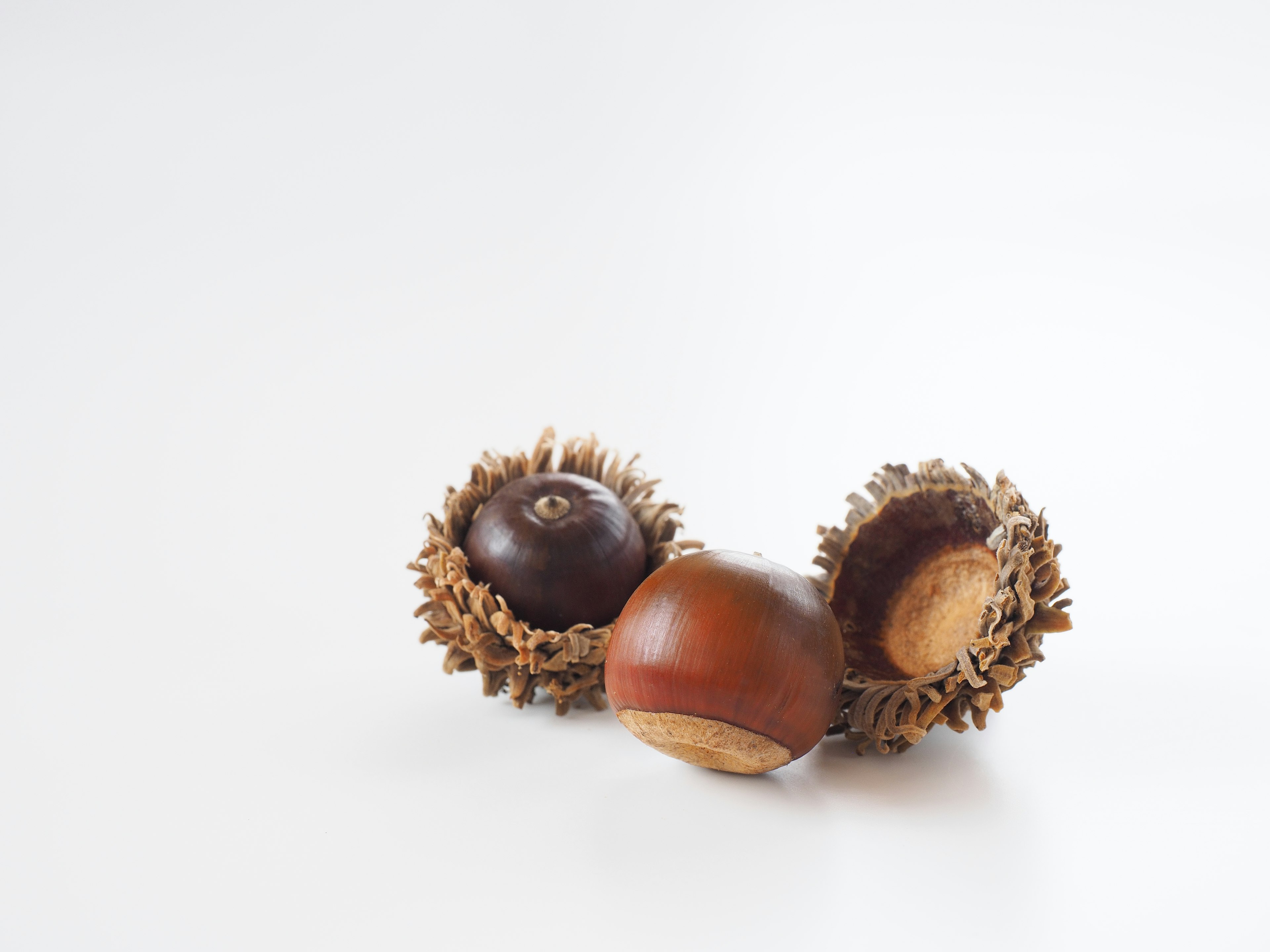 Three chestnuts arranged on a white background