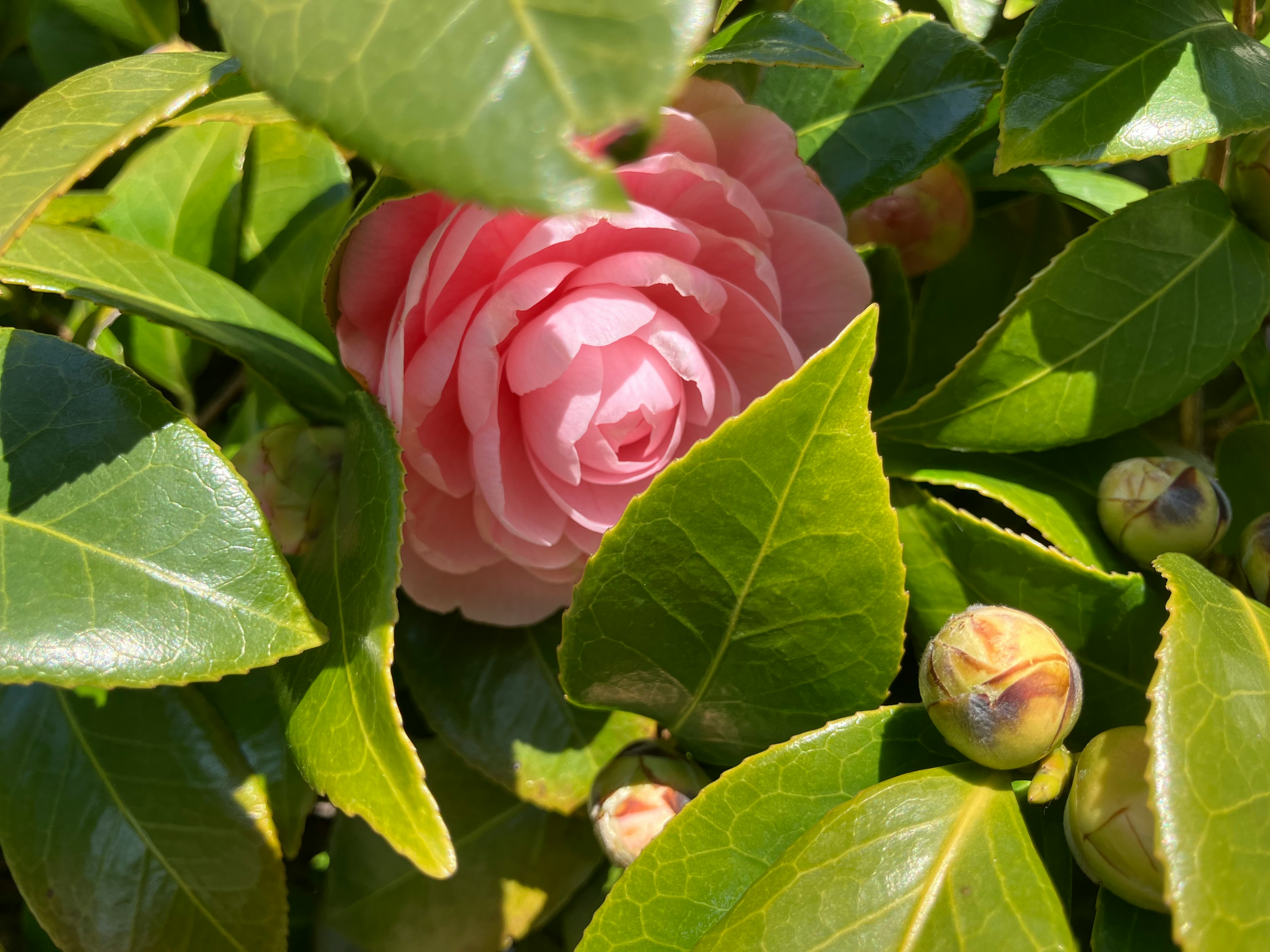 緑の葉の間に咲くピンクのカメリアの花