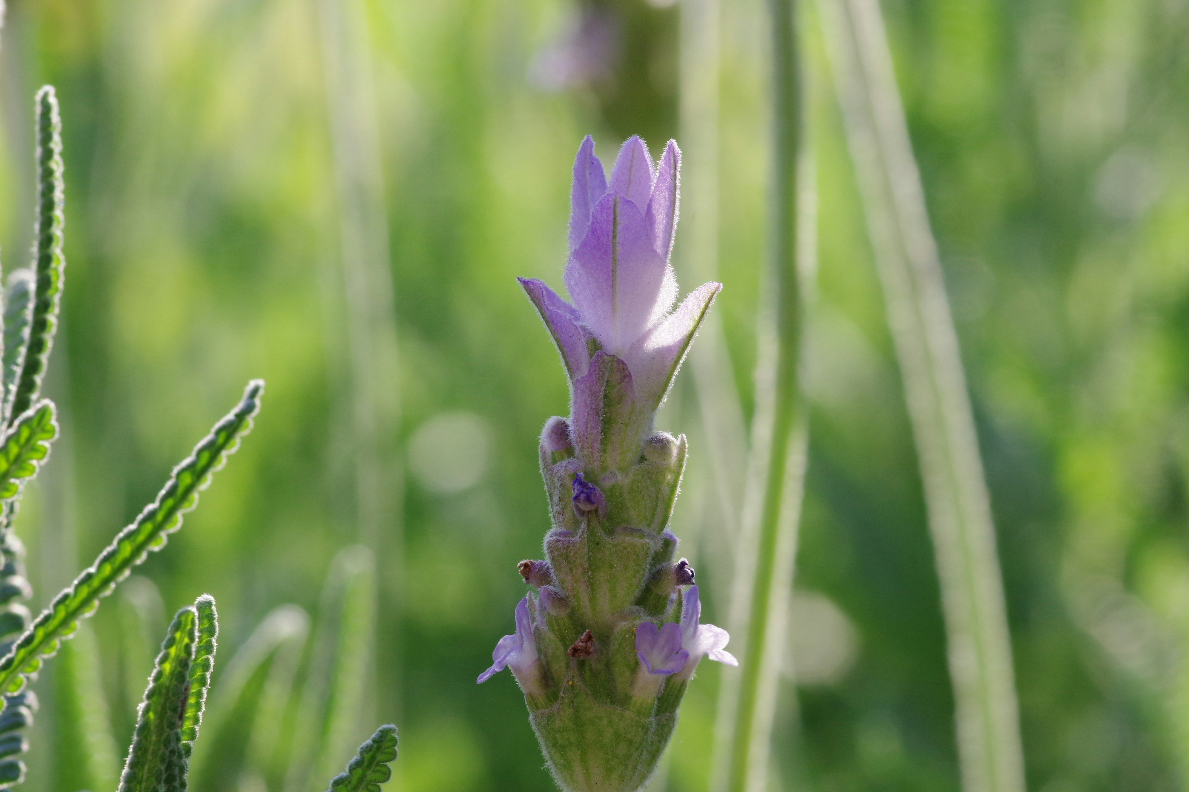 Nahaufnahme einer lila Blume vor grünem Hintergrund