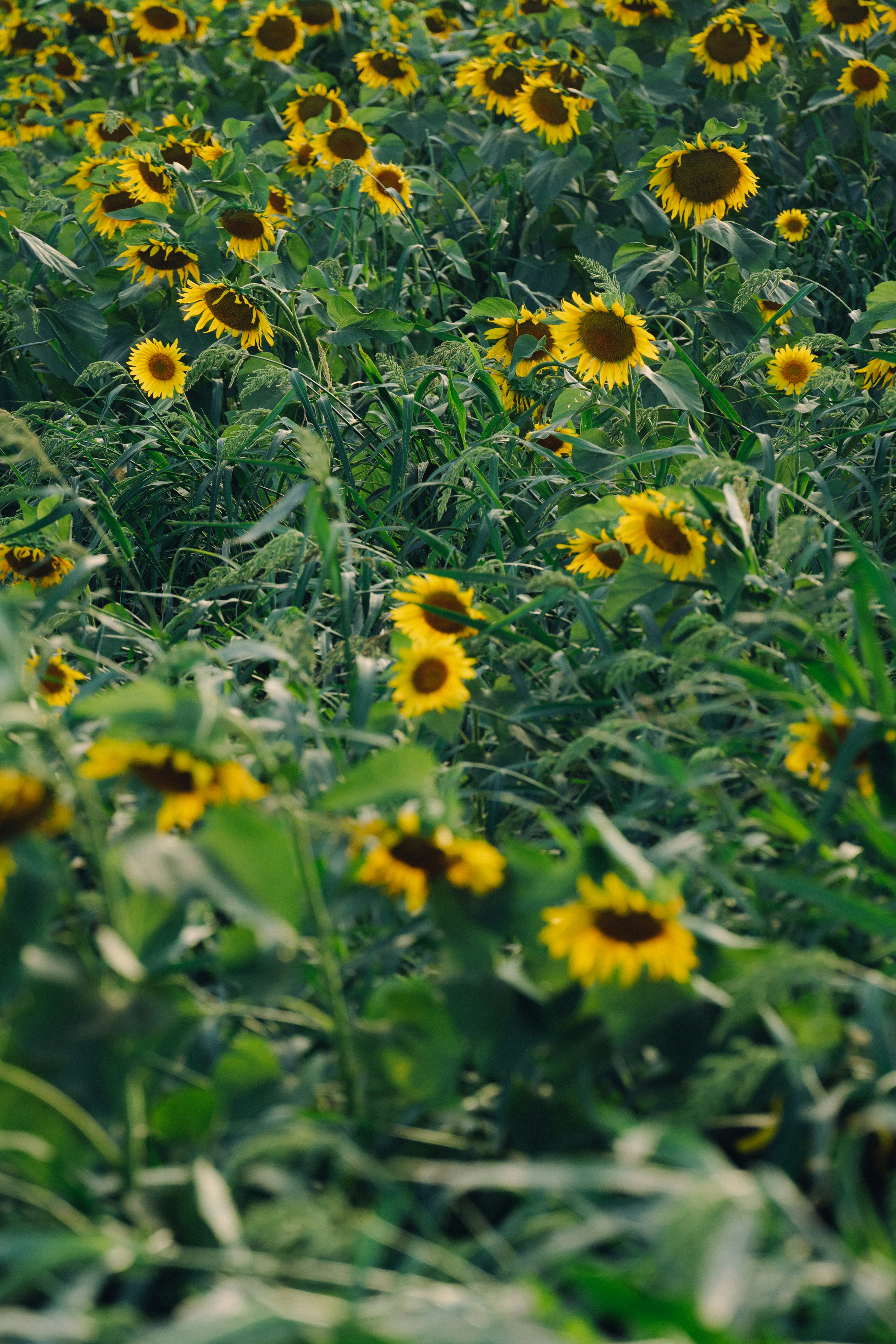 Lebendiges Sonnenblumenfeld mit strahlend gelben Blüten