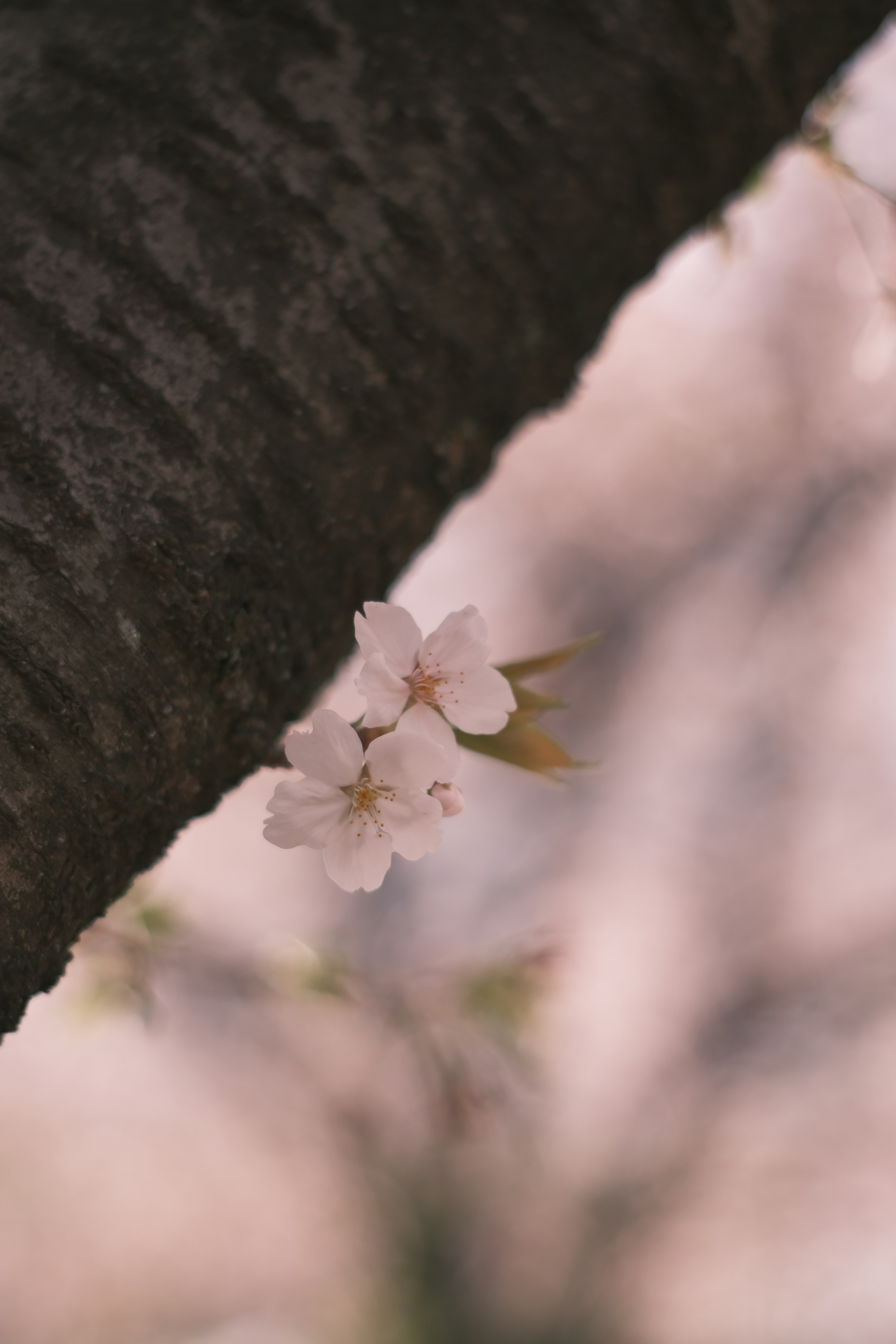 Fleurs de cerisier délicates près d'un tronc d'arbre avec des couleurs douces