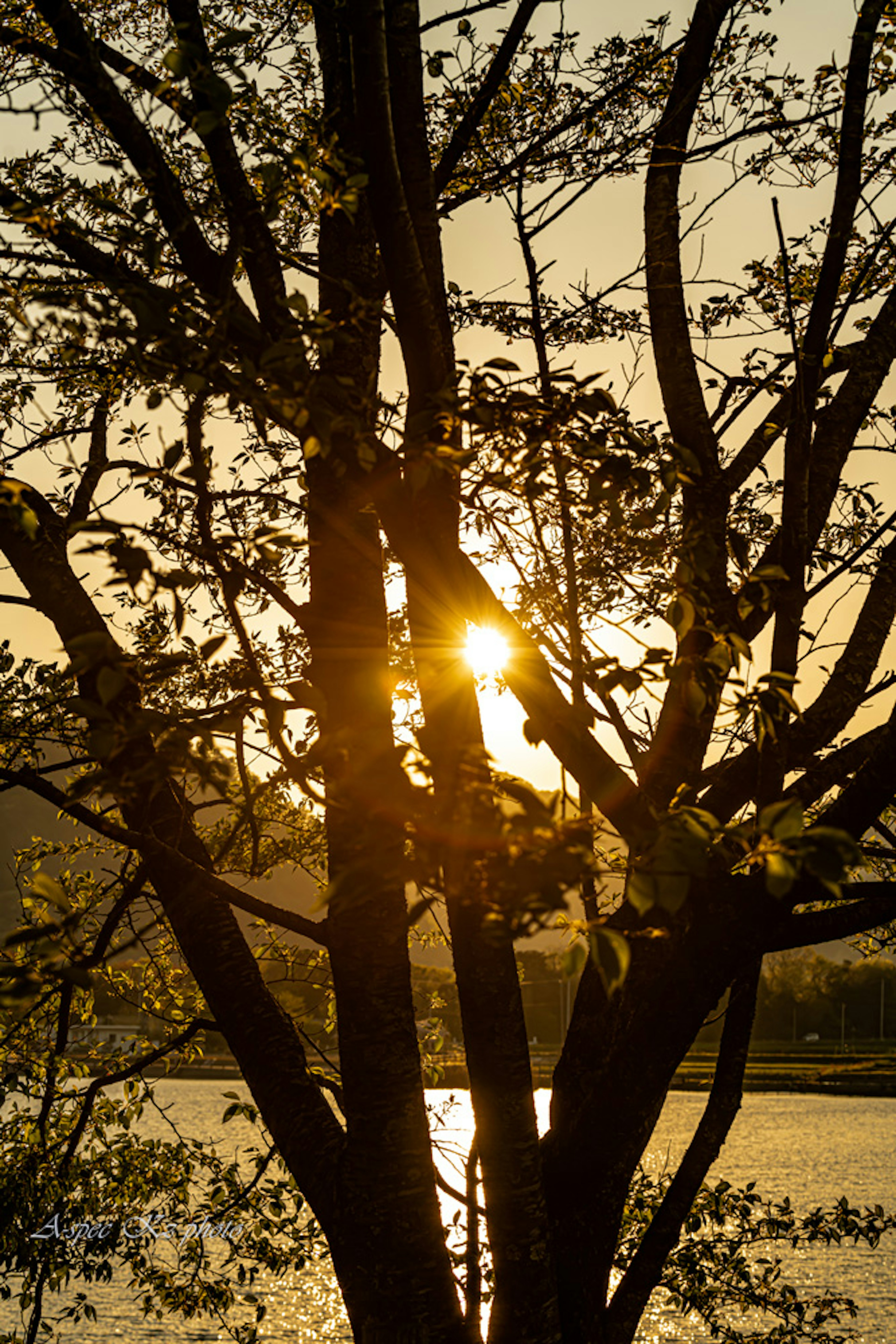 Lumière du soleil filtrant à travers les branches d'un arbre au coucher du soleil