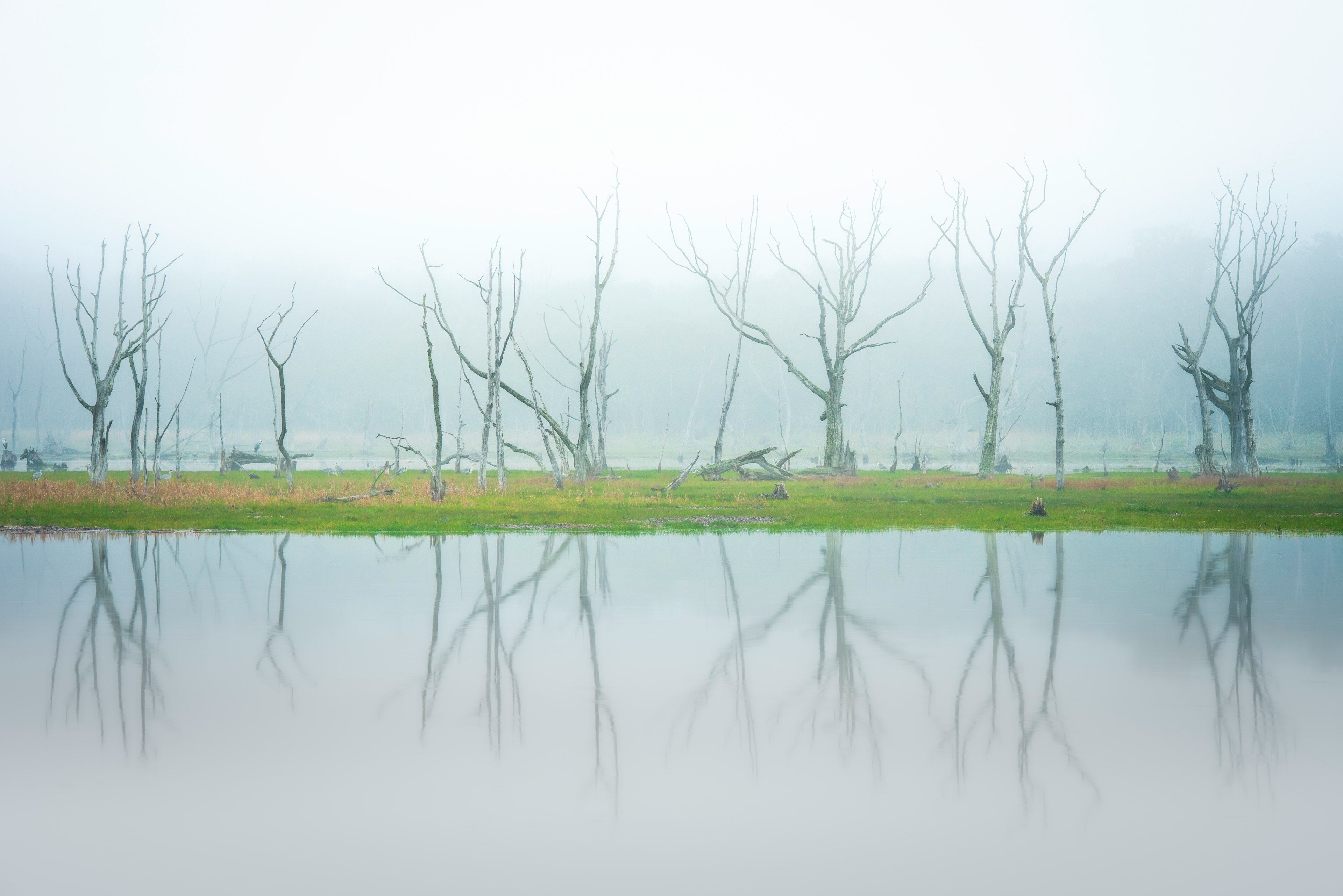 霧の中に立つ枯れた木々と水面の反射が美しい風景