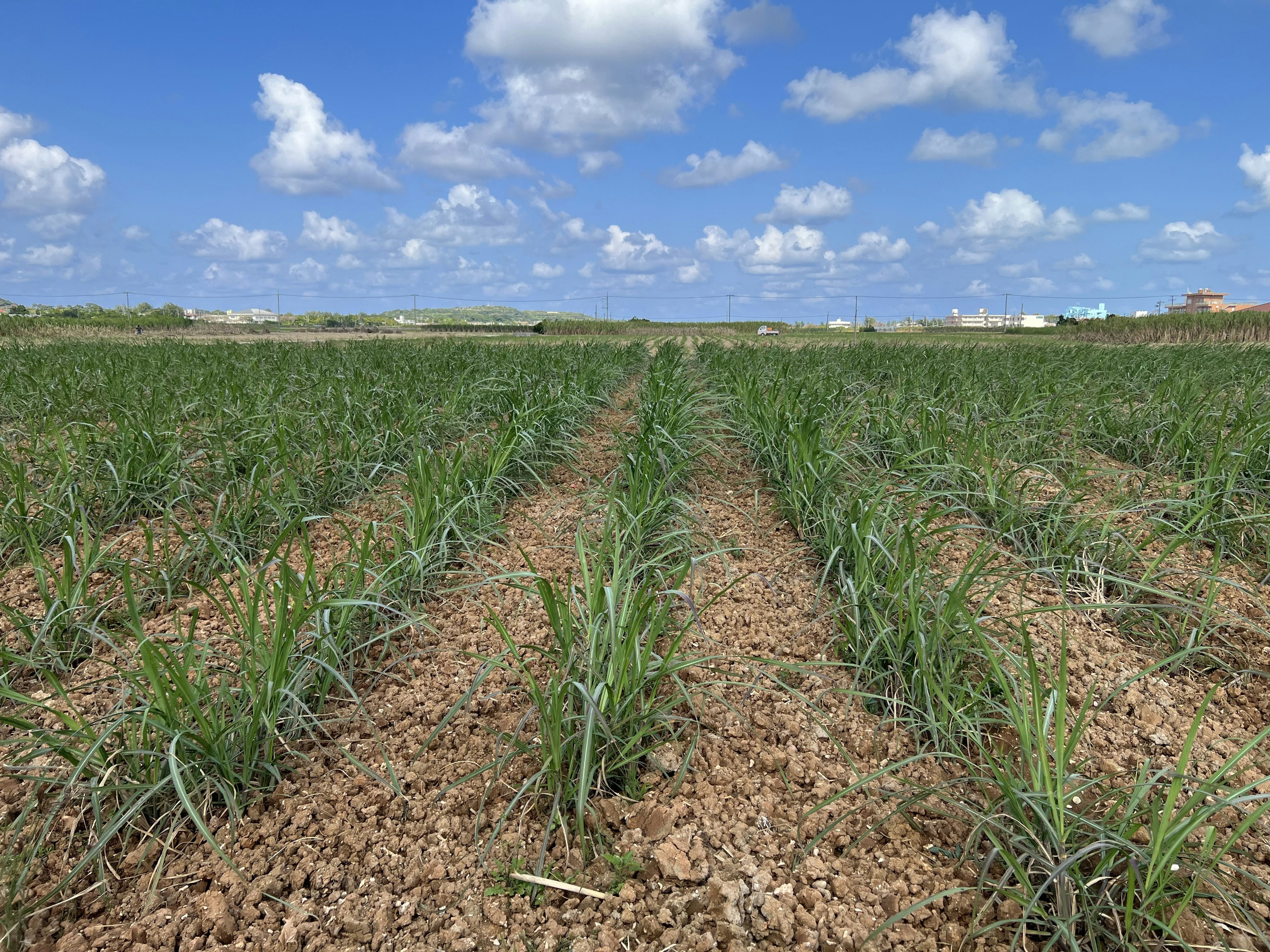 Campo de caña de azúcar exuberante bajo un cielo azul con nubes blancas