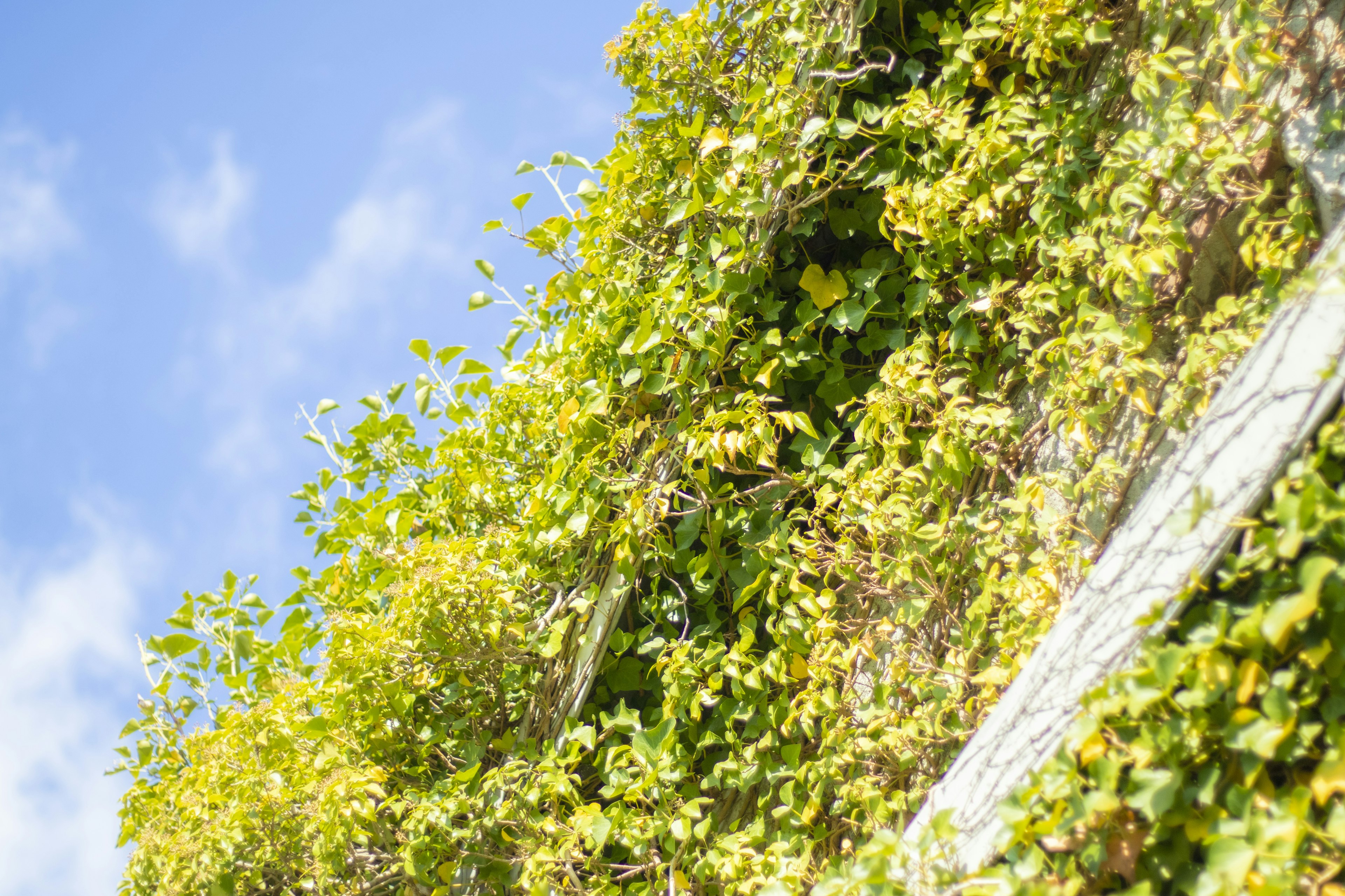 A vibrant green wall covered with lush leaves against a blue sky