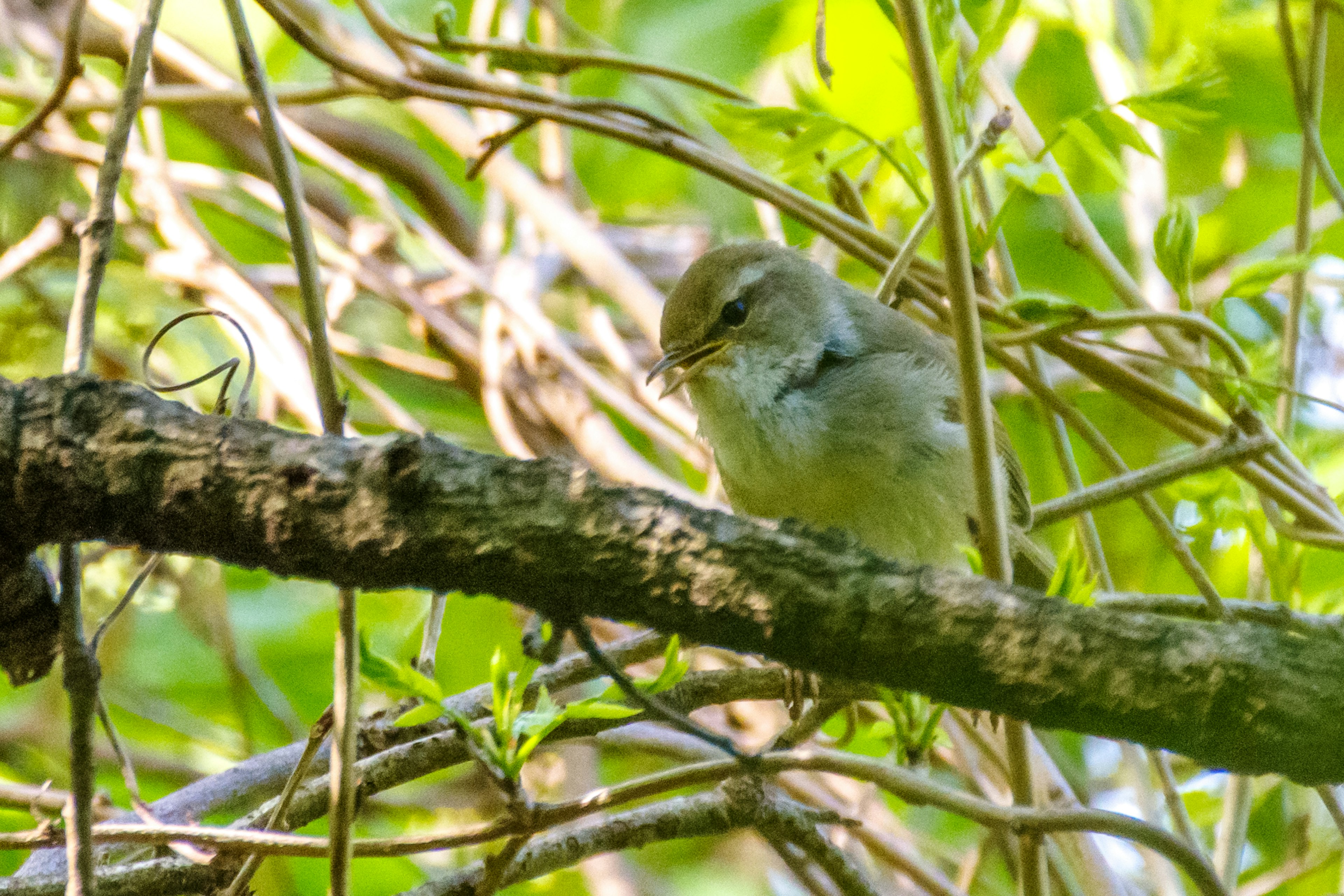 Nahaufnahme eines kleinen Vogels, der zwischen grünen Blättern sitzt