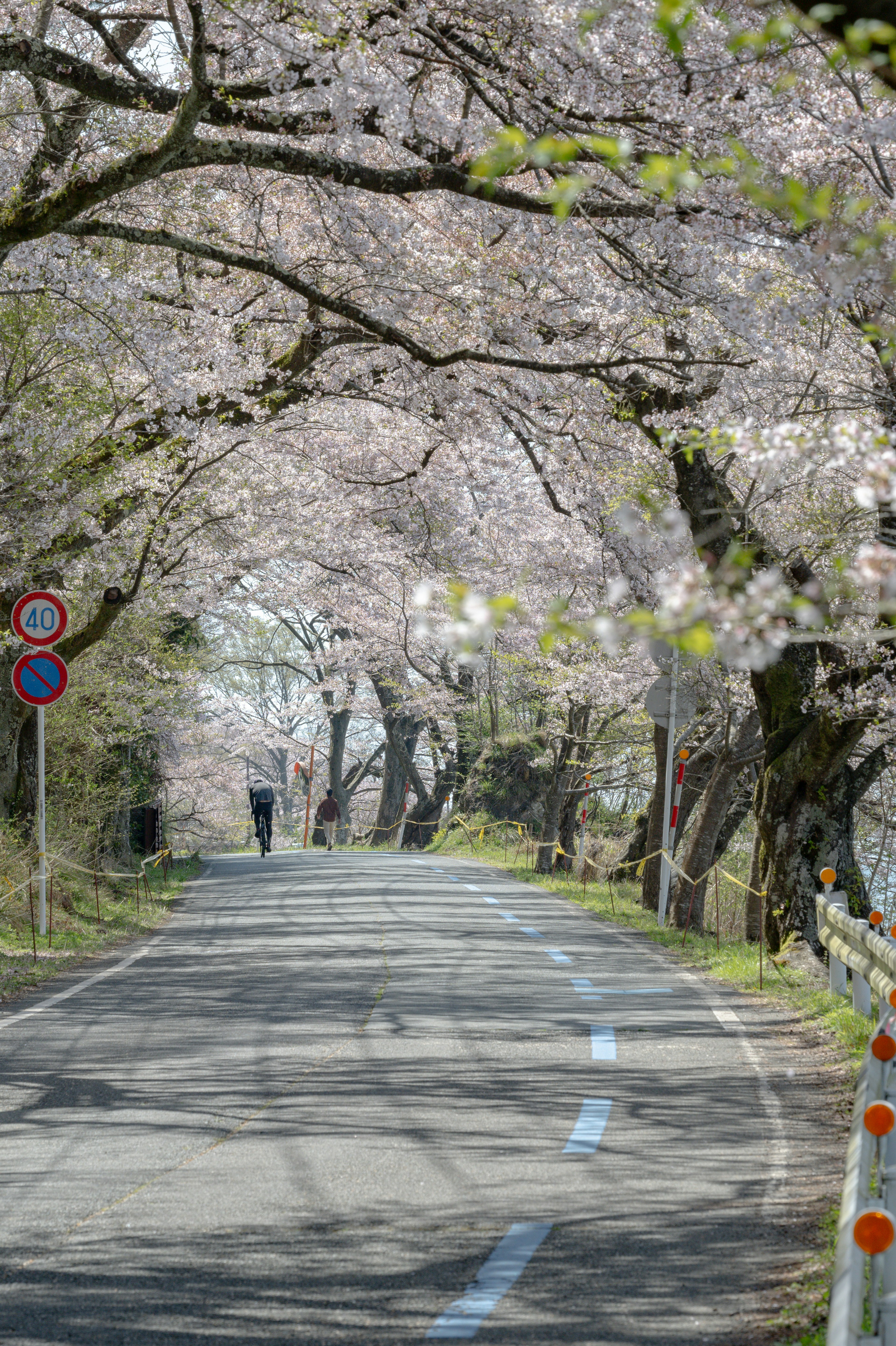 Route pittoresque bordée d'arbres en fleurs et de piétons