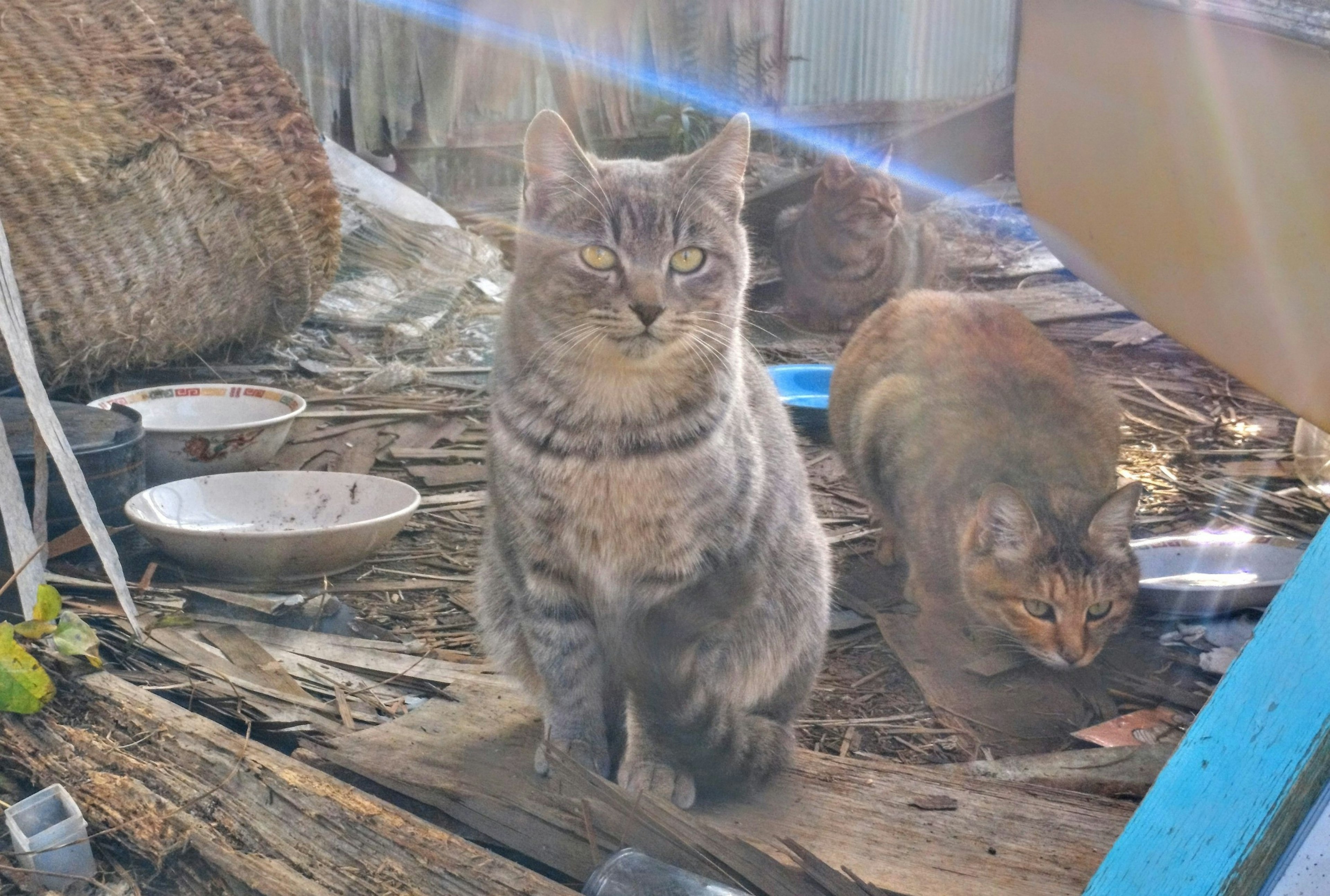 Dos gatos en un entorno rústico uno de pie con confianza mientras el otro está cerca