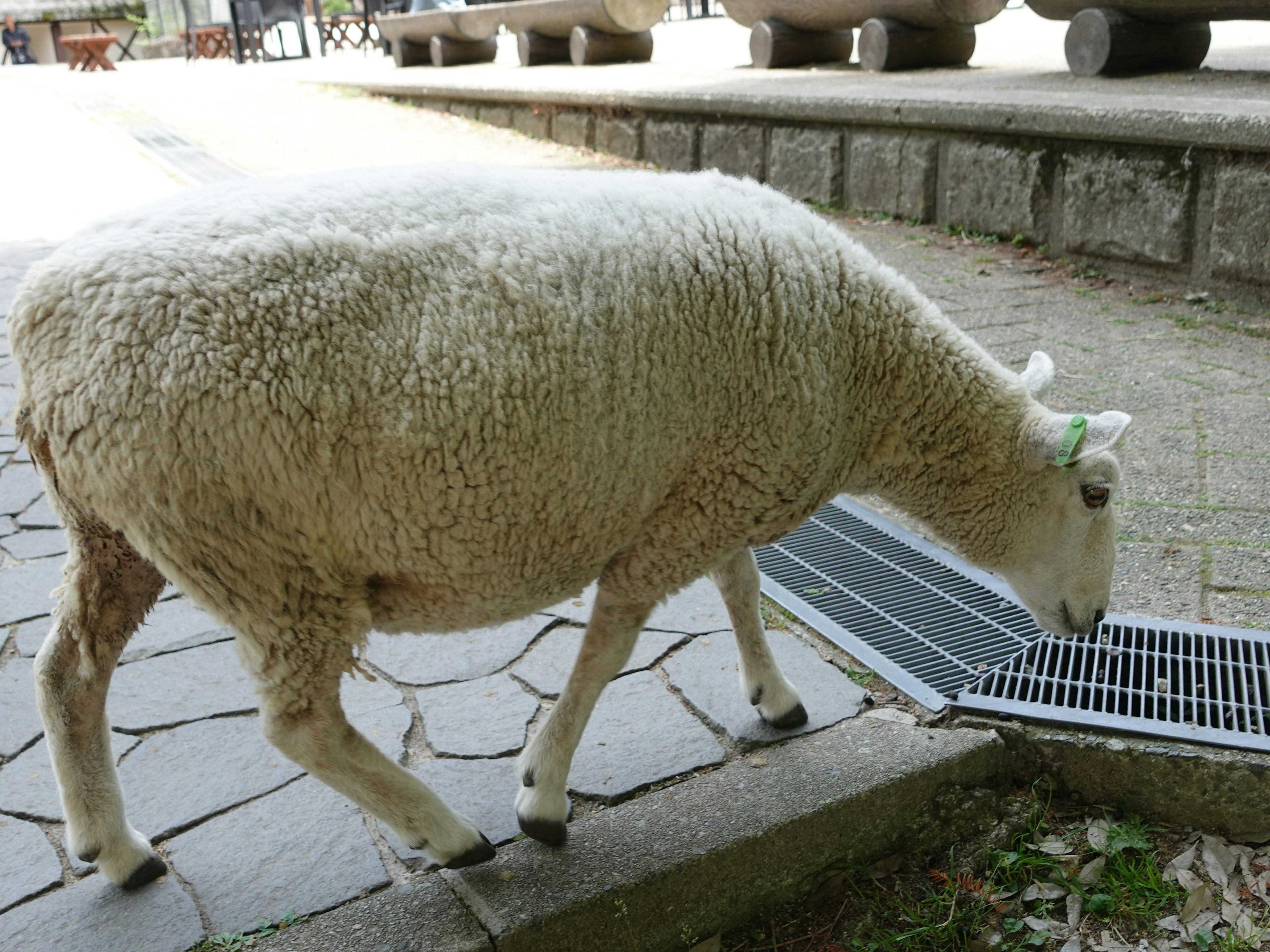 羊が歩いている風景で、排水溝の近くにいます