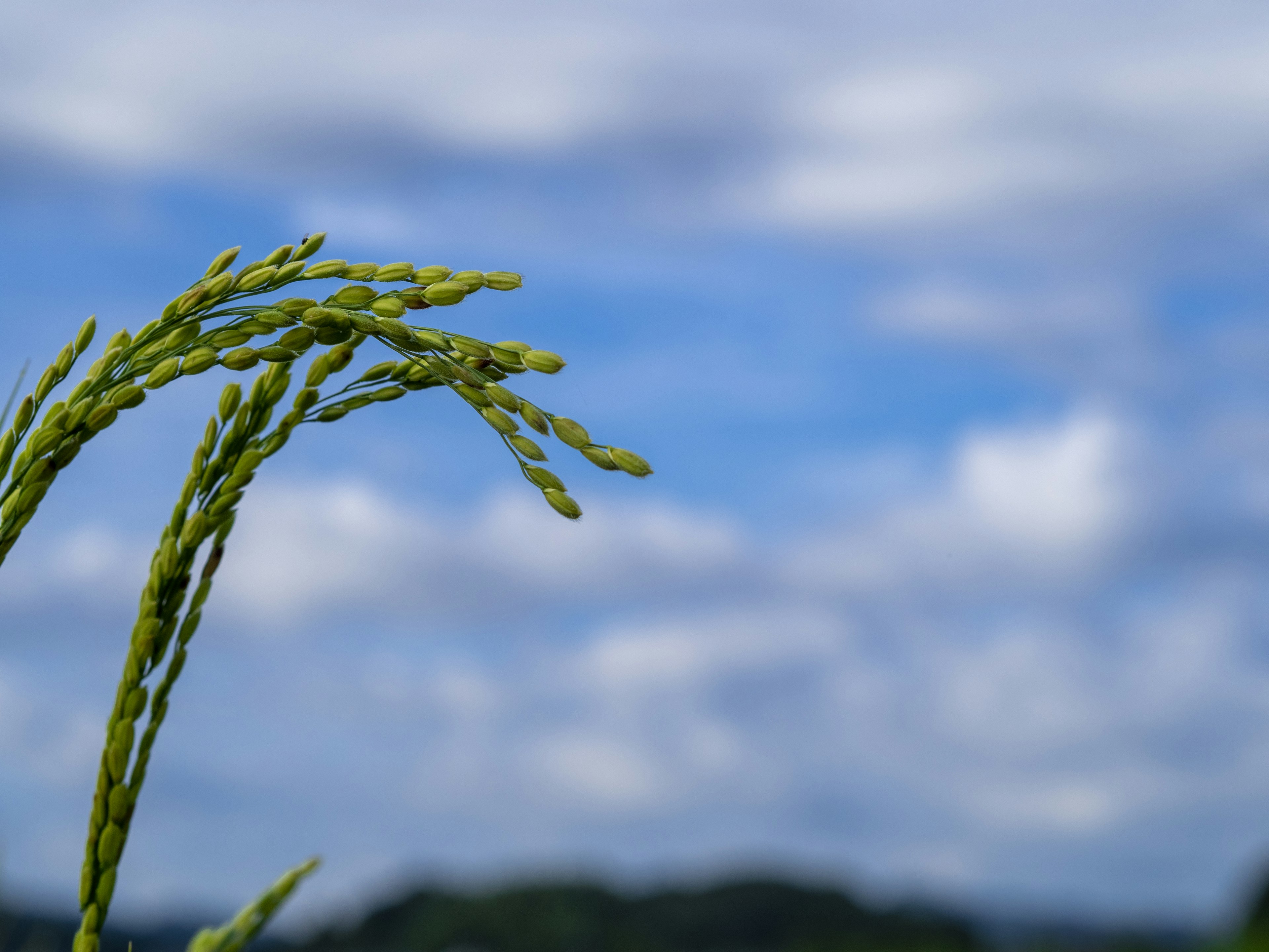 Tallos de arroz verdes contra un fondo de cielo azul