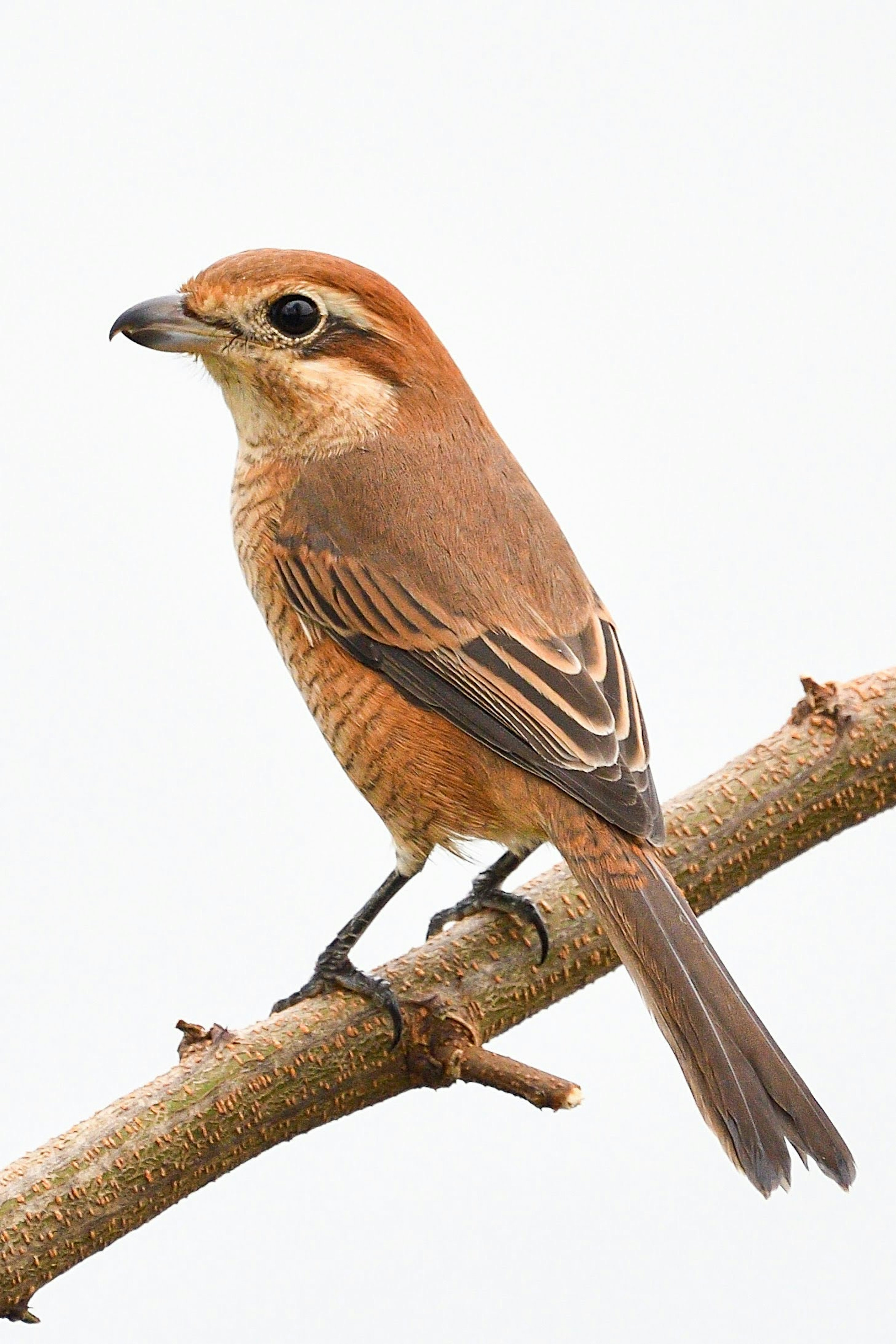 Pájaro marrón posado en una rama