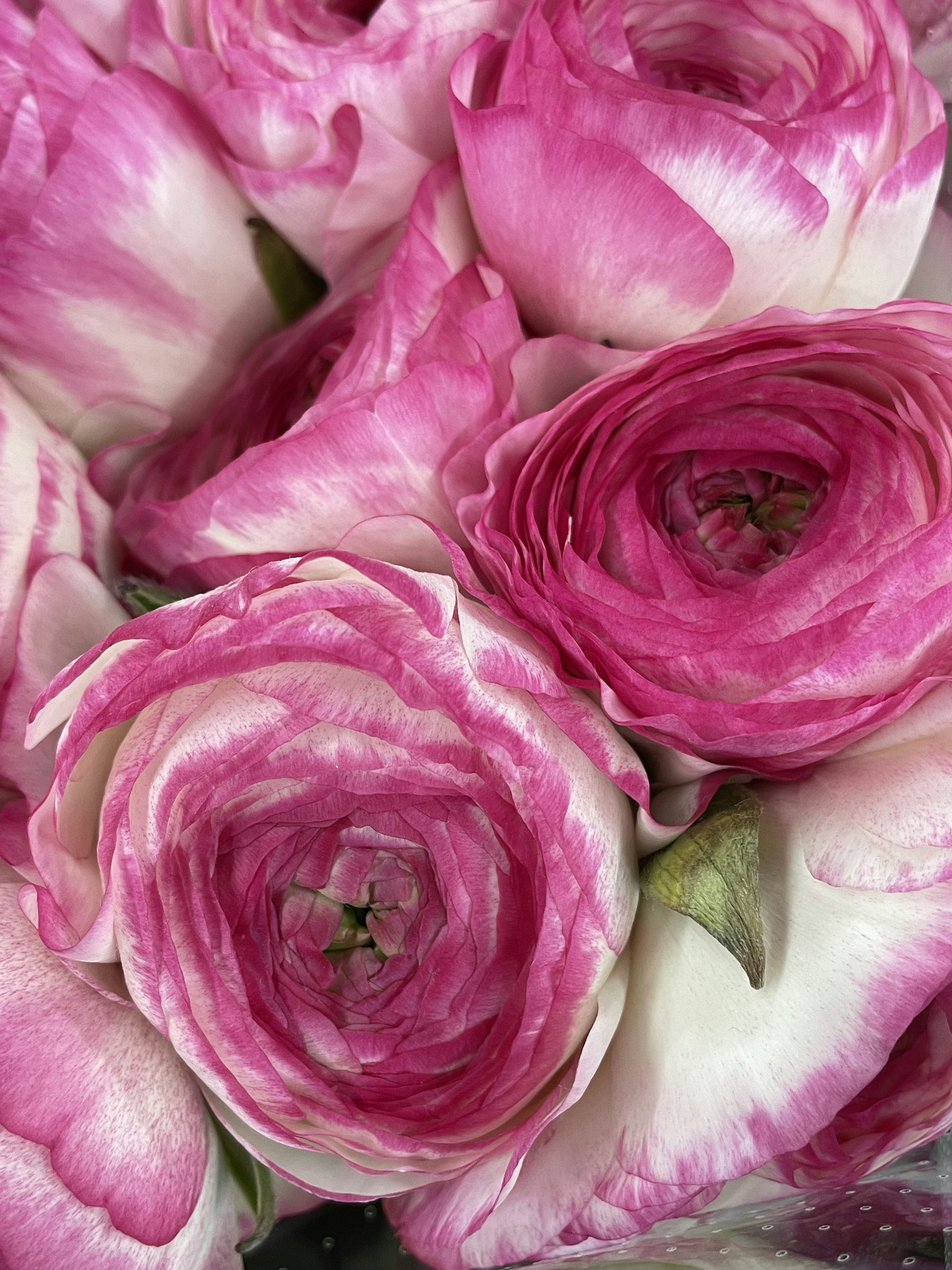 Primo piano di un bouquet di fiori di ranuncolo rosa