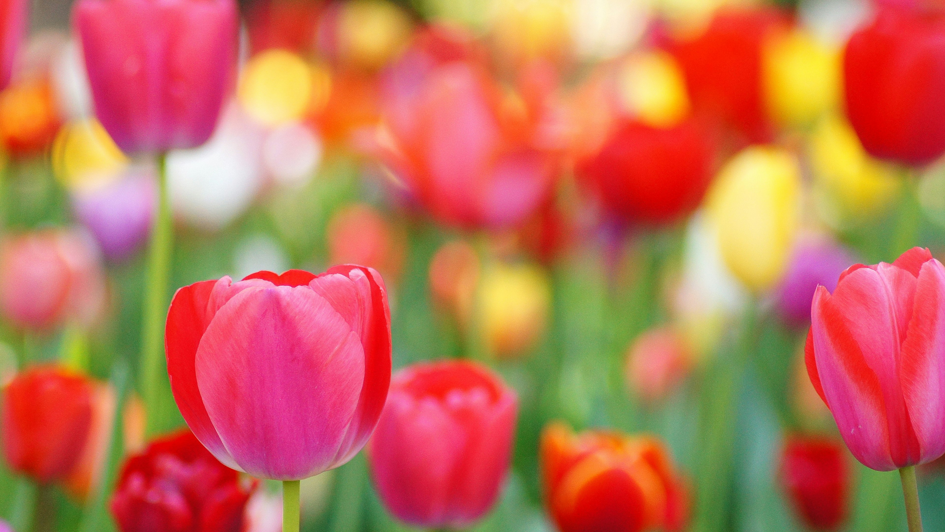 Vibrant tulips in various colors blooming in a beautiful landscape