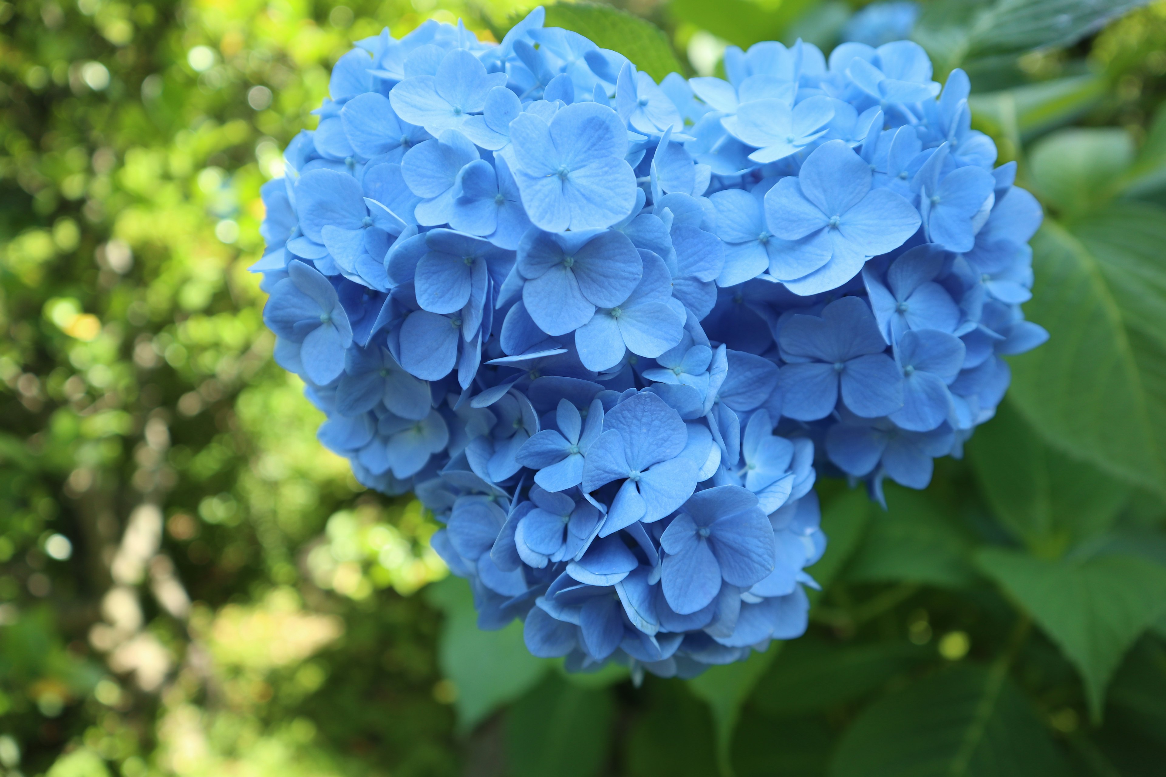 Blaue Hortensienblüten blühen zwischen grünen Blättern