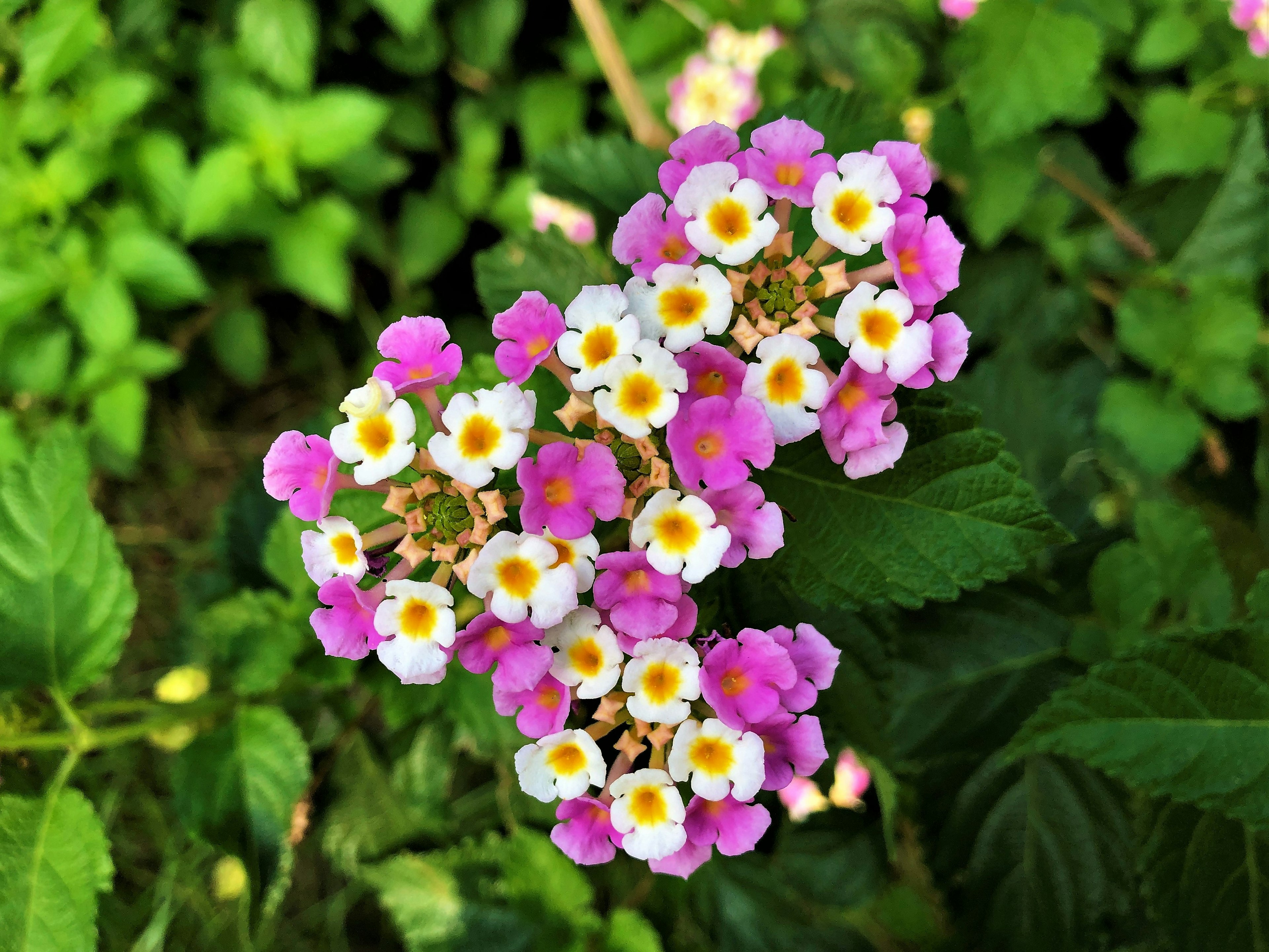 Cluster of colorful Lantana flowers blooming with pink and white petals