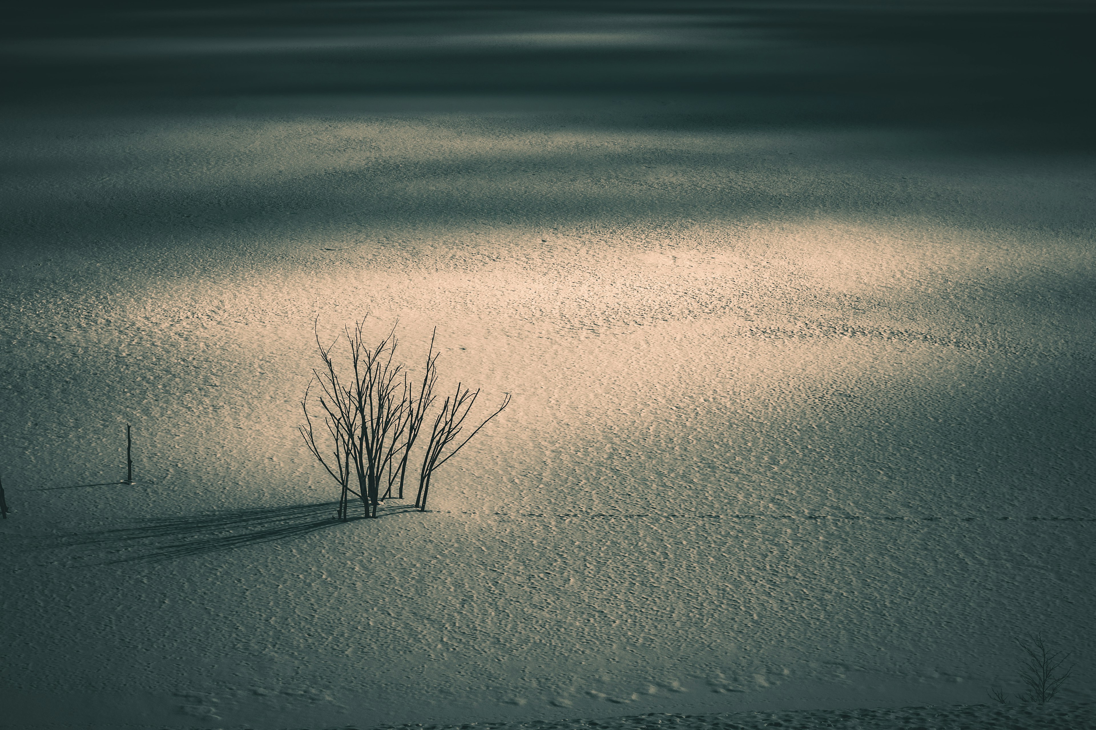 雪の中の一本の草と影のある静かな風景