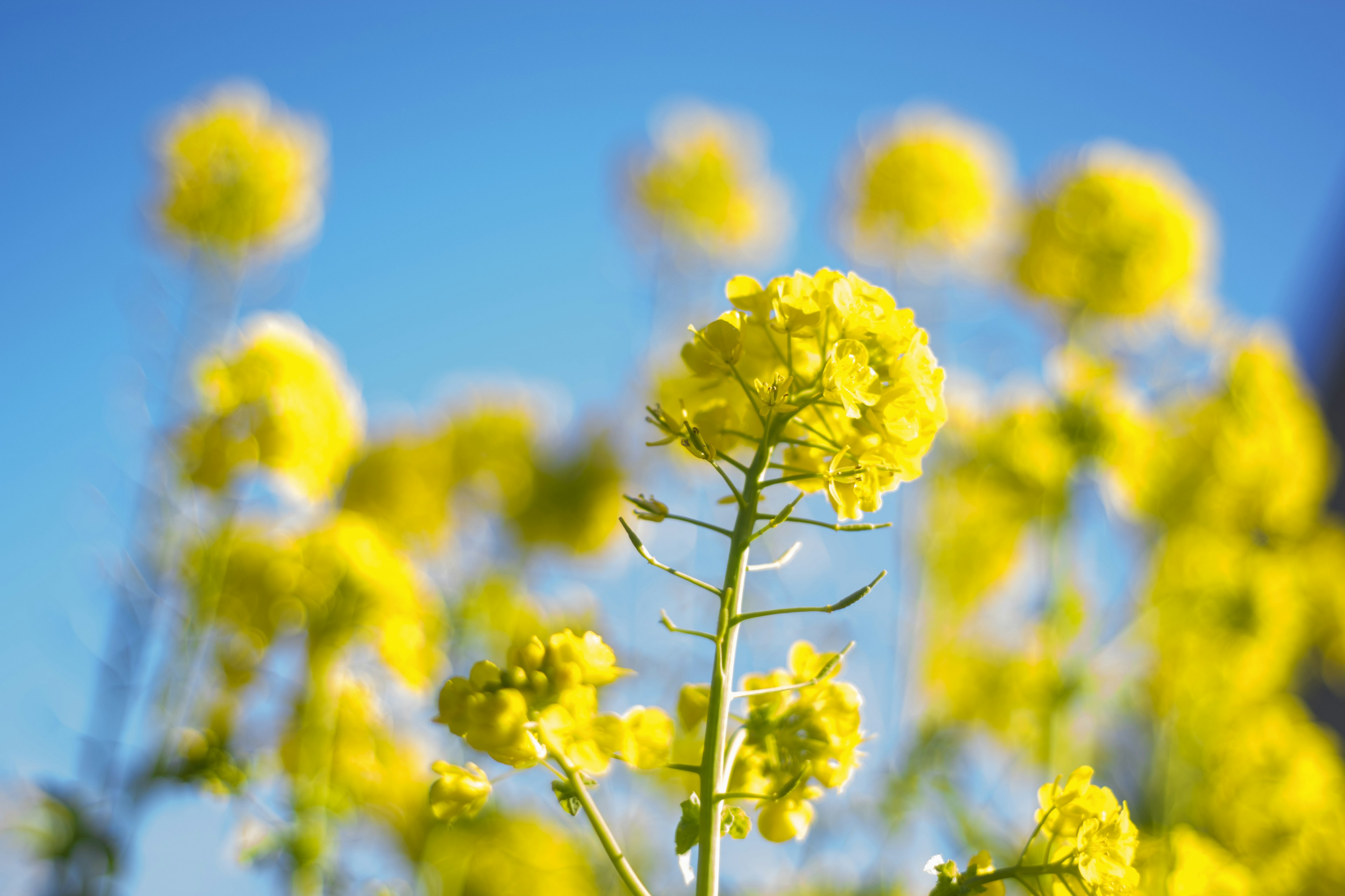 Vibrant yellow flowers blooming under a blue sky