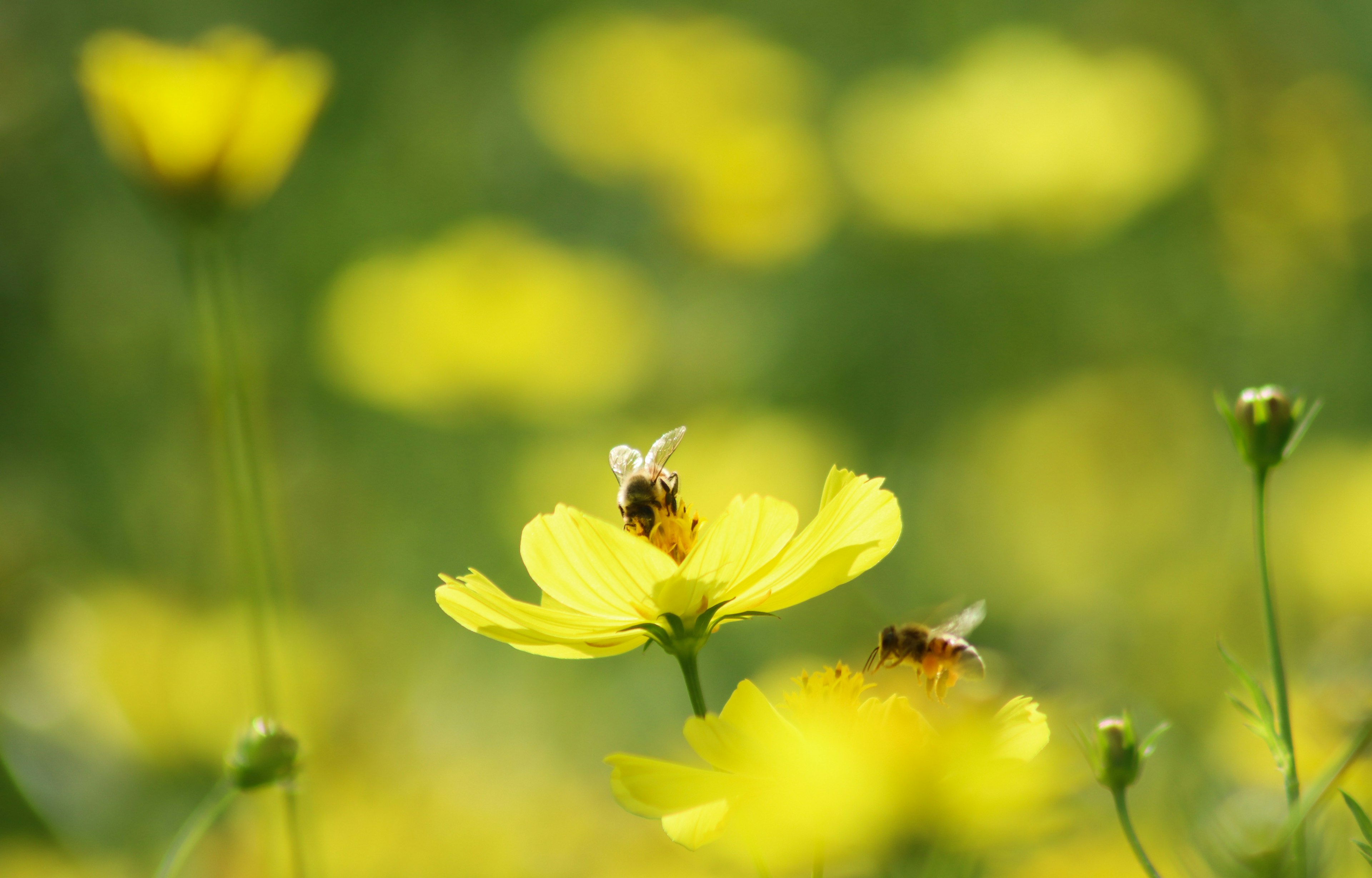 Bees on bright yellow flowers in a field