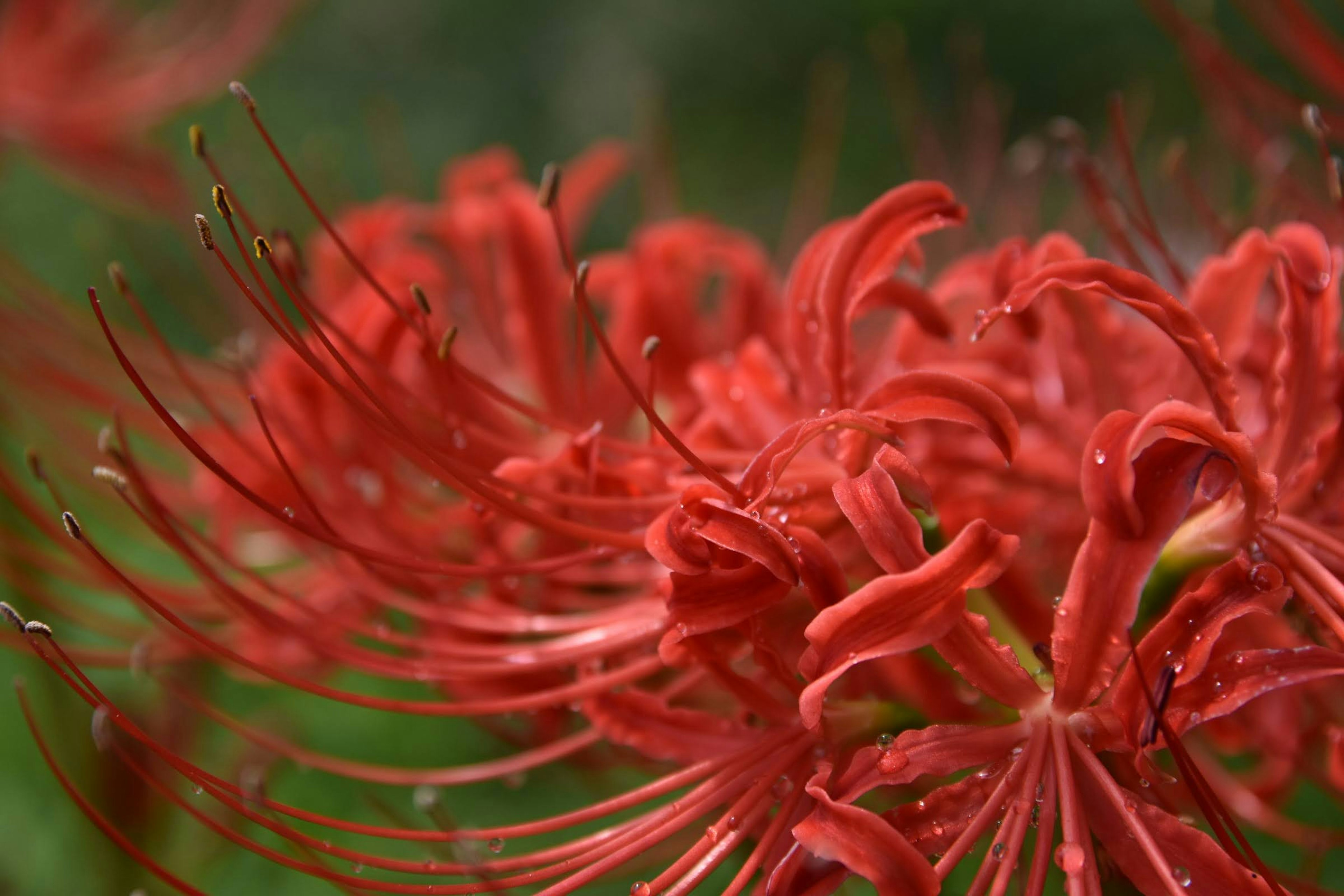 Vibrant red spider lily petals blooming beautifully