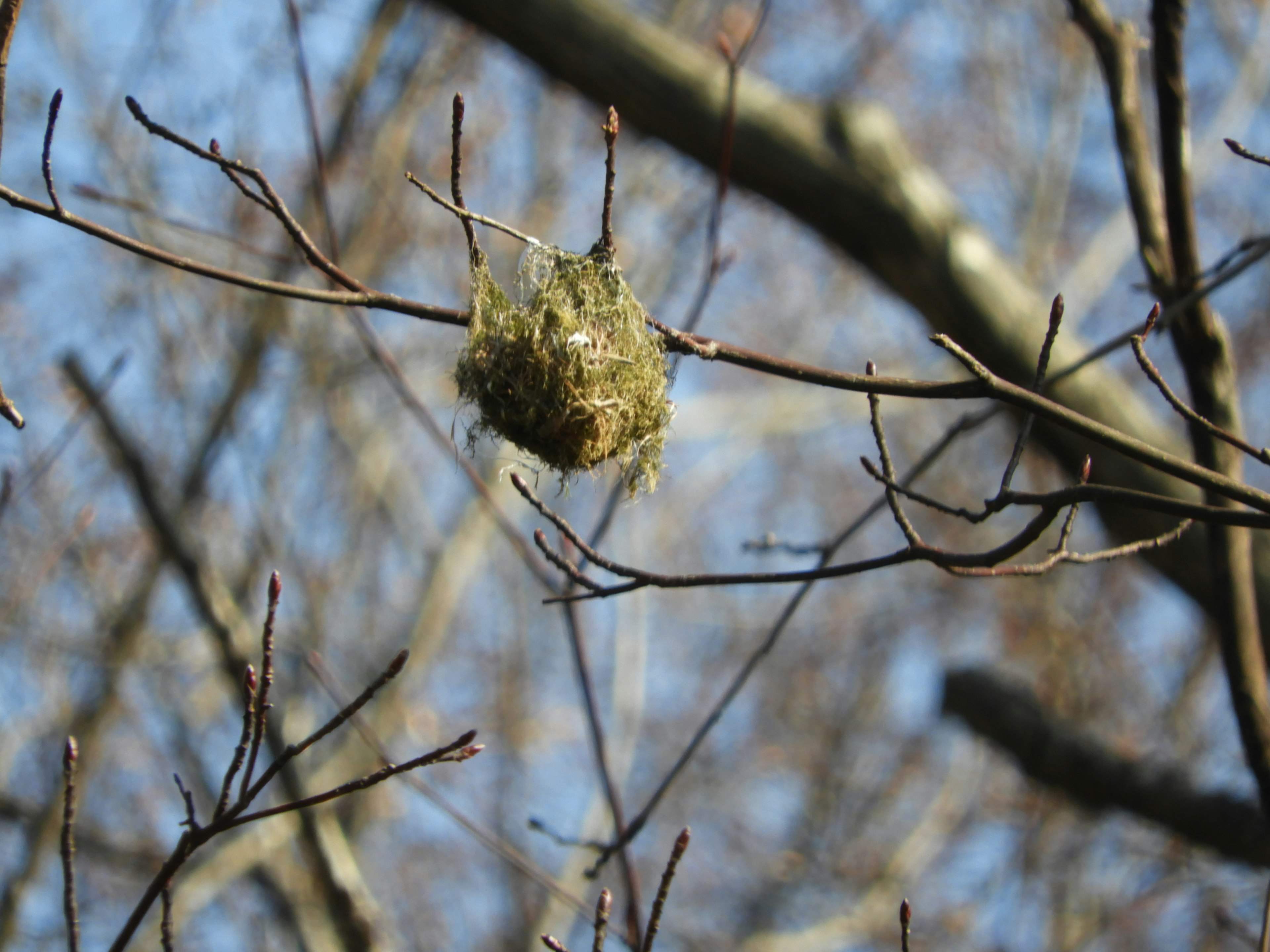 木の枝にぶら下がる鳥の巣 緑色の苔や草で作られている