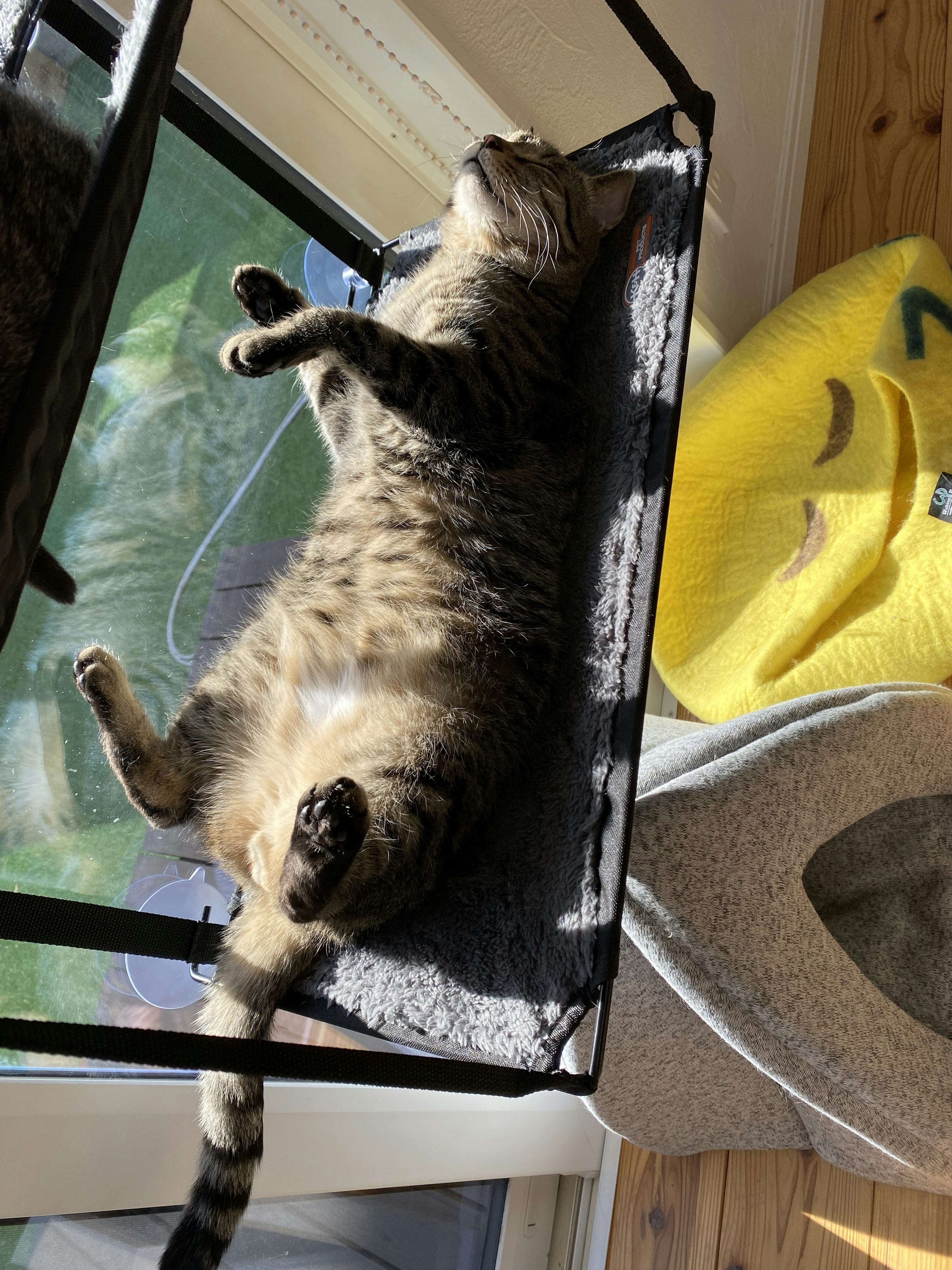 Brown cat relaxing on a window perch with sunlight