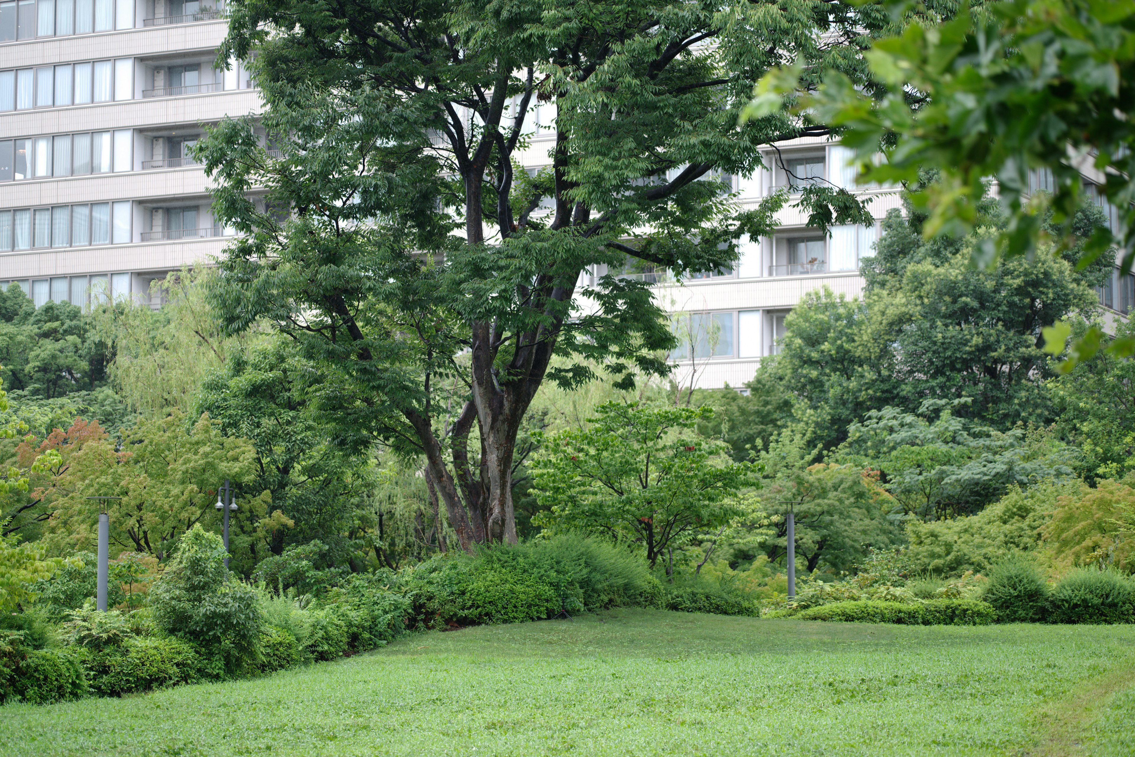 Lush park landscape with a tall tree and modern buildings