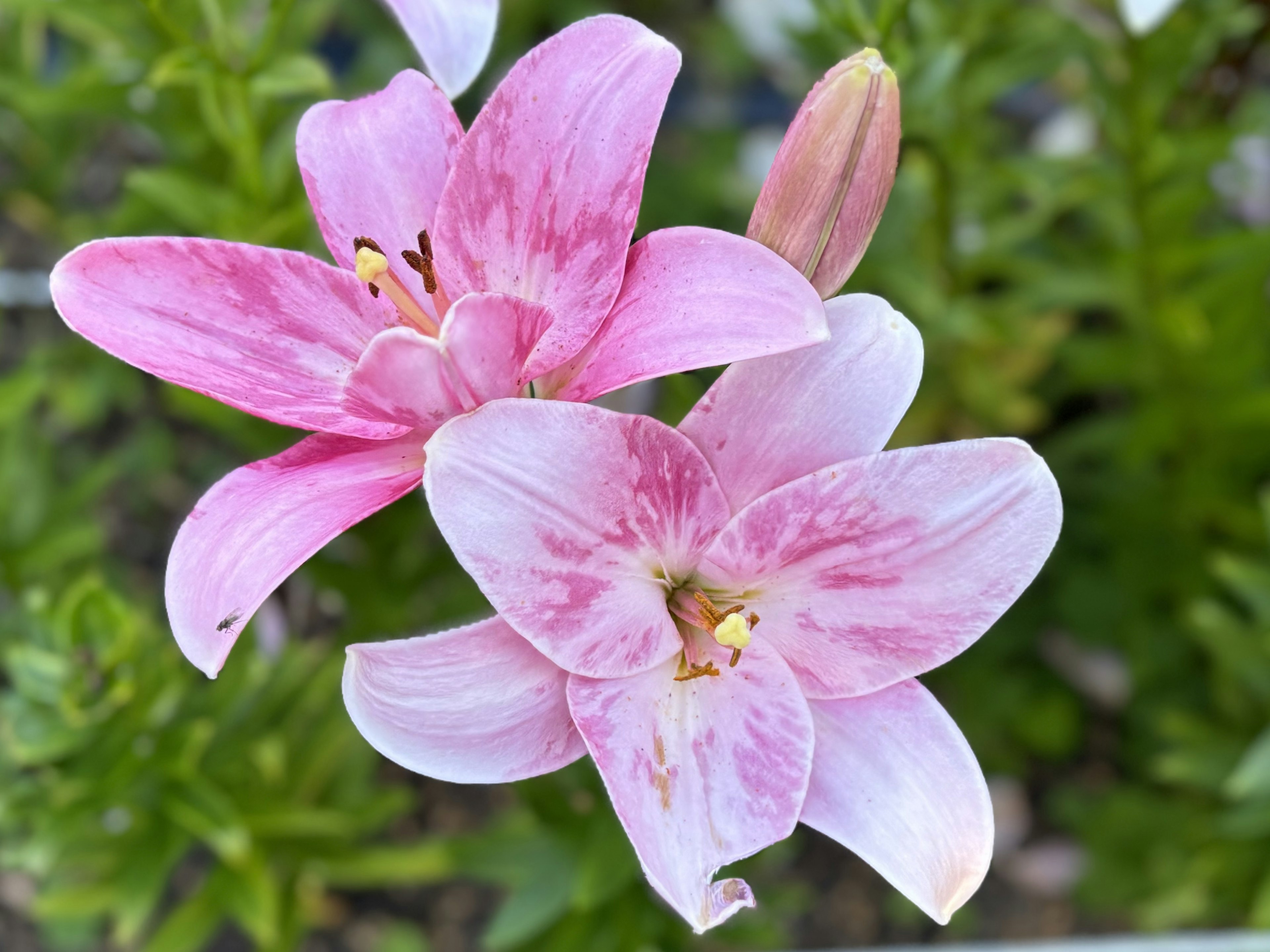 ピンクのユリの花が二輪咲いている