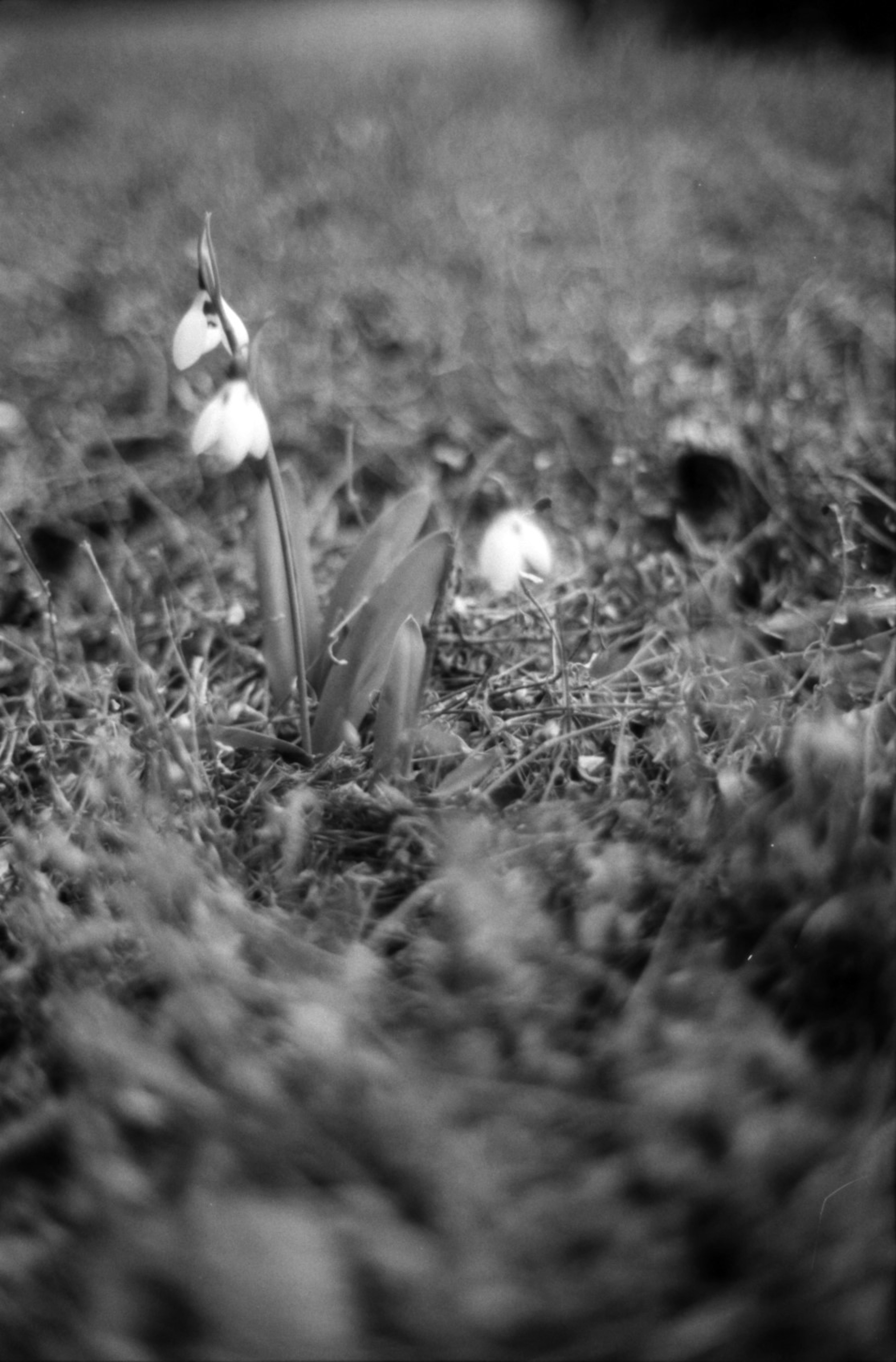 Flores de campanilla en blanco y negro creciendo entre la hierba