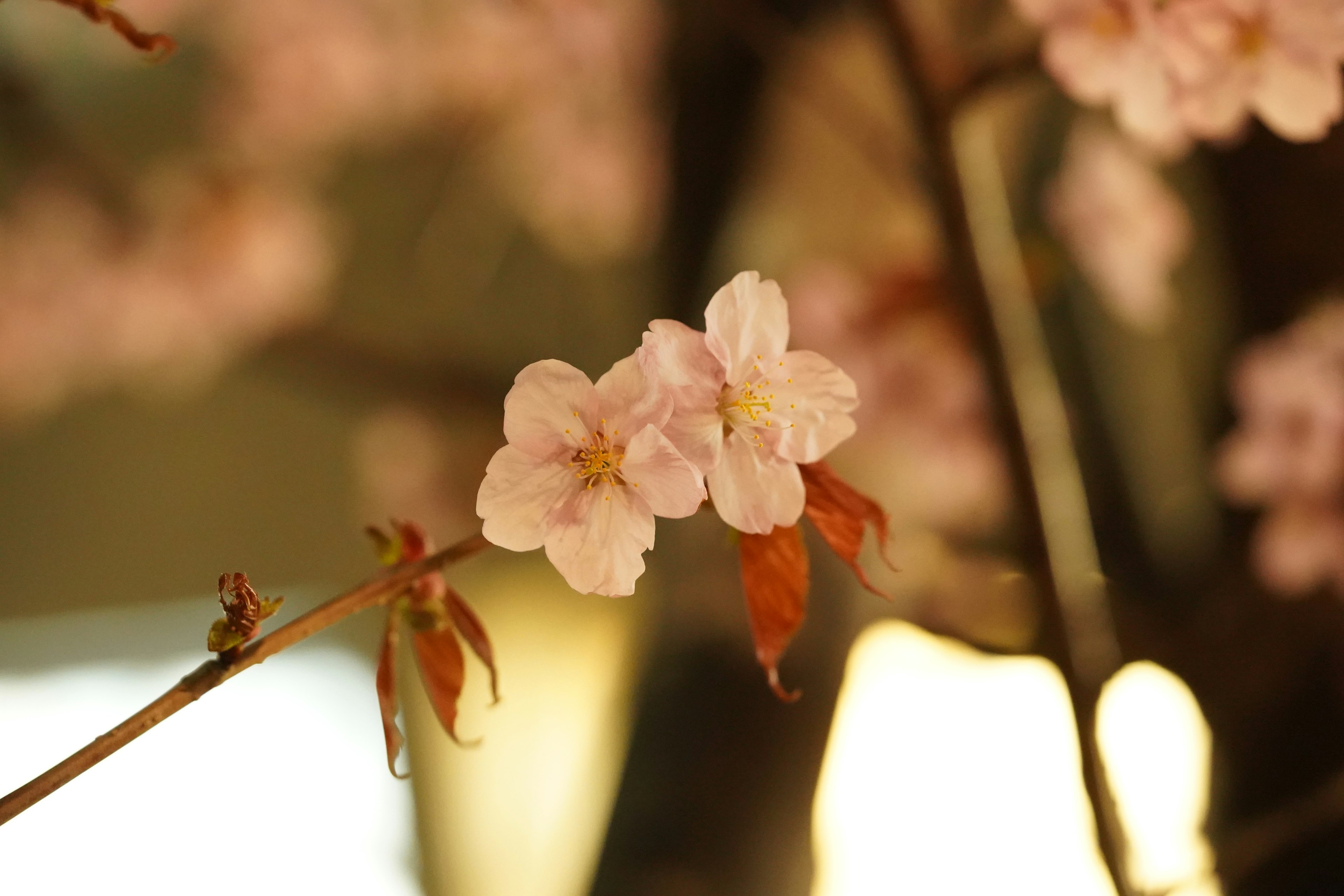 Close-up of cherry blossom flowers on a branch