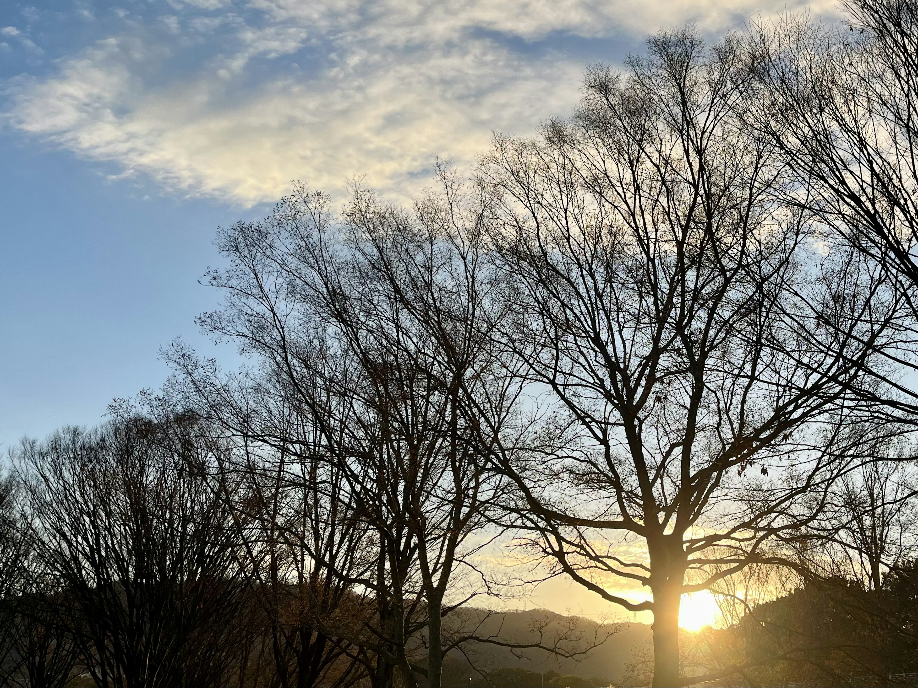 冬の夕暮れに silhouetted trees と太陽が沈む景色