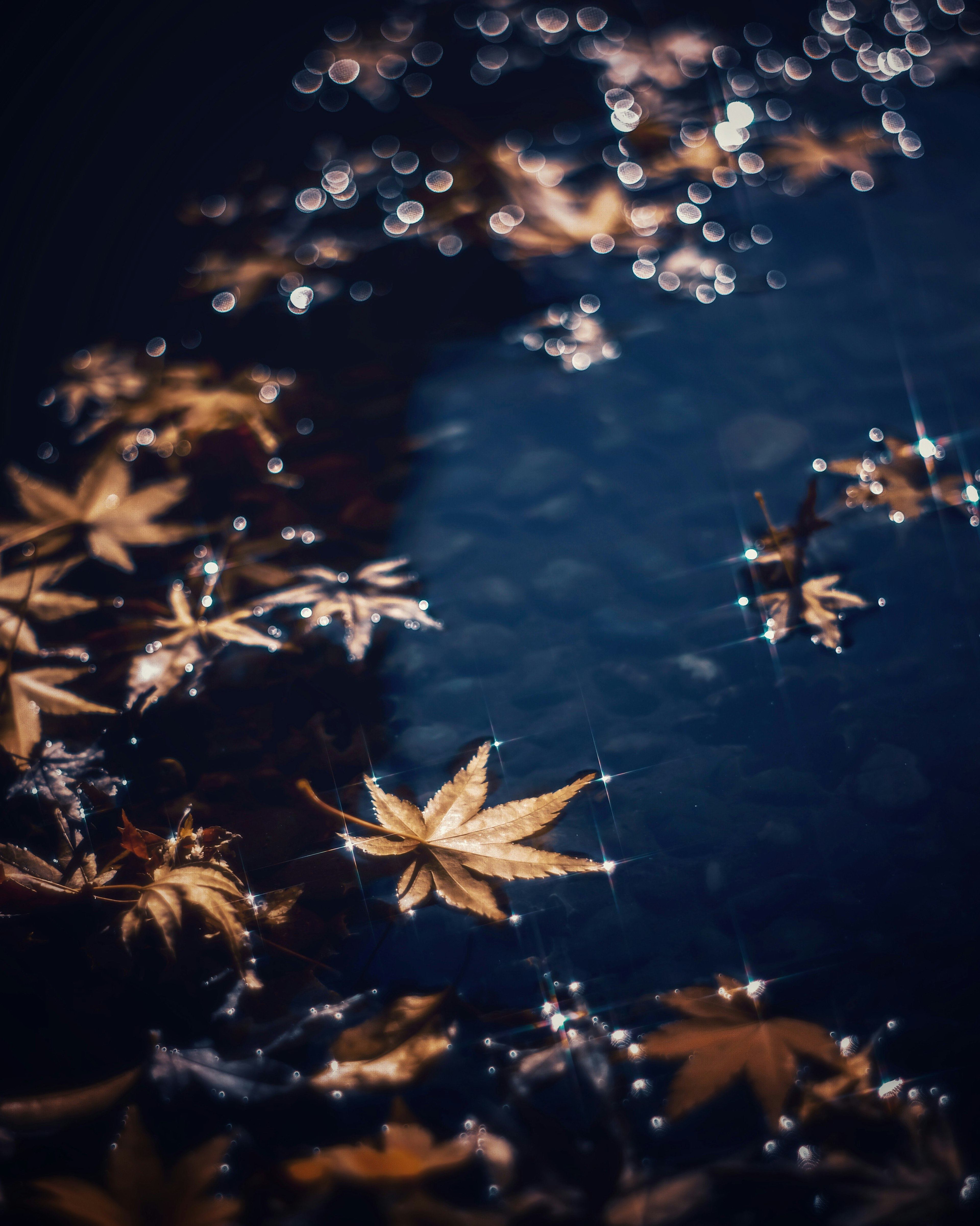 Maple leaves floating on water surface with sparkling droplets