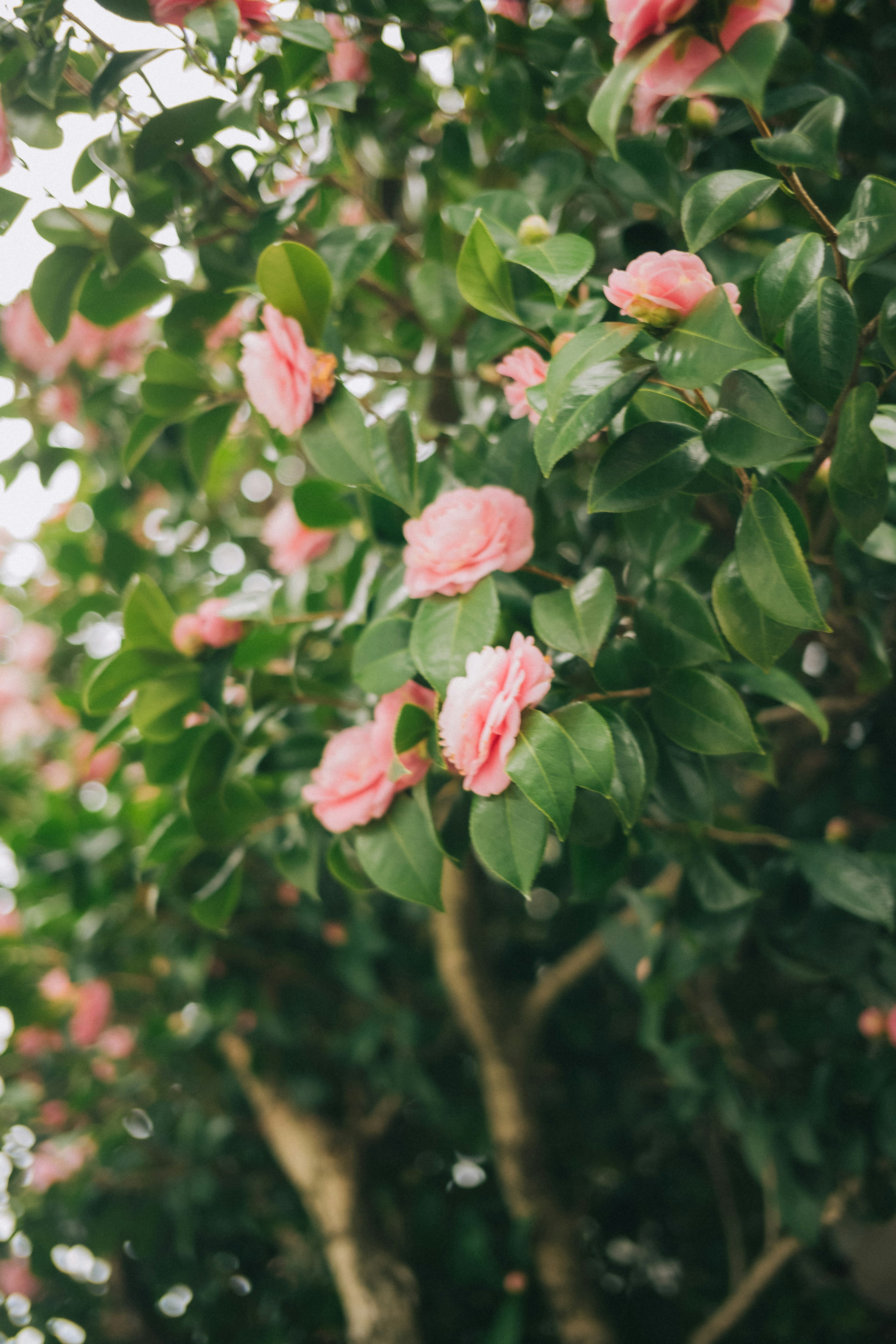 A tree with pink flowers set against green leaves