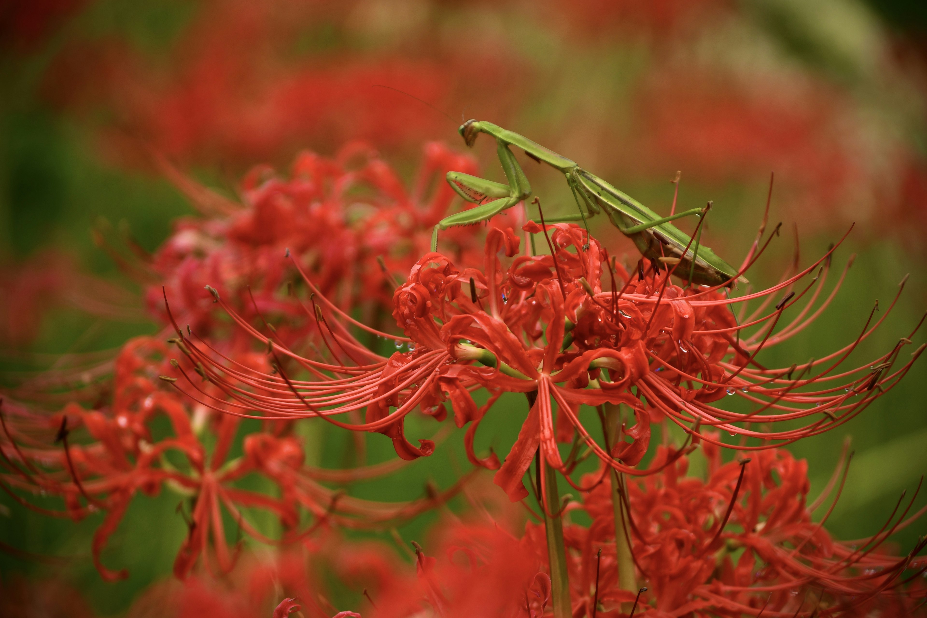 จิ้งหรีดสีเขียวเกาะอยู่บนดอกไม้สีแดงสด