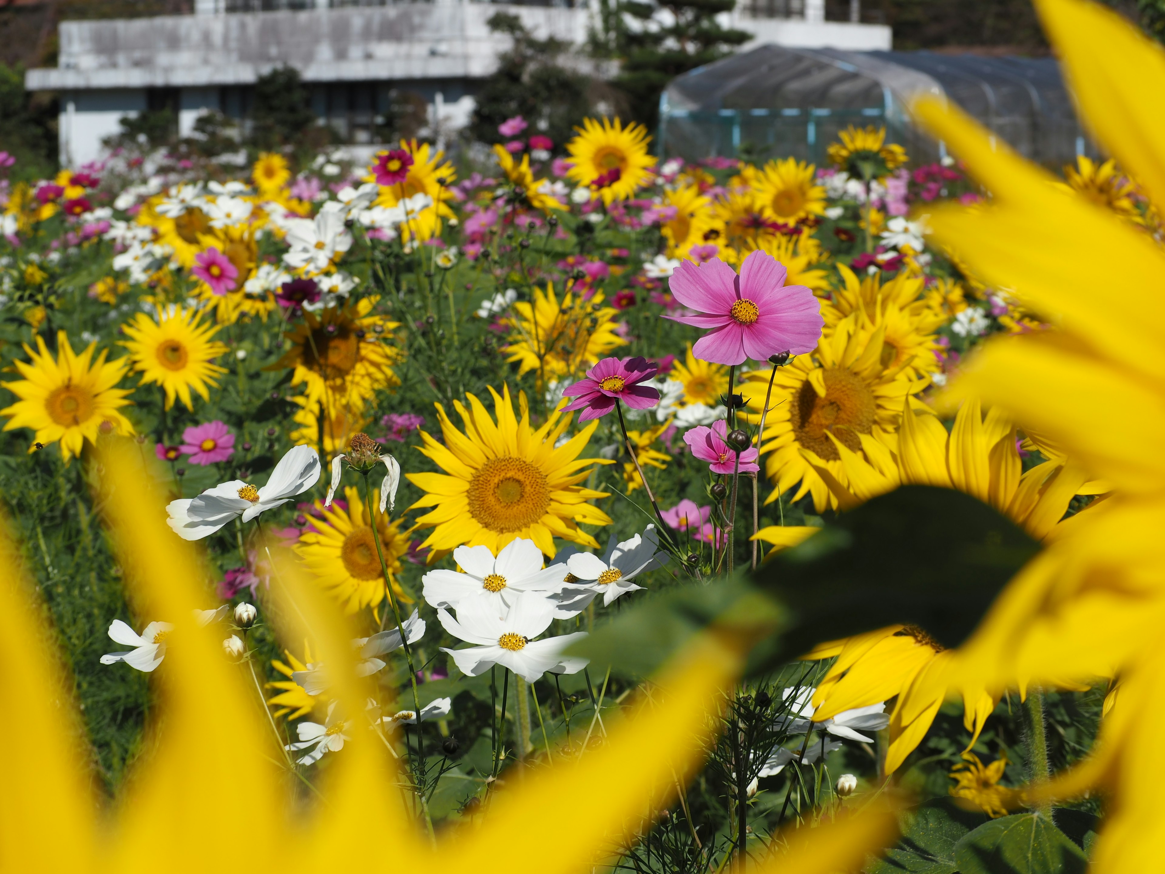 Des tournesols lumineux au premier plan avec un champ coloré de fleurs derrière