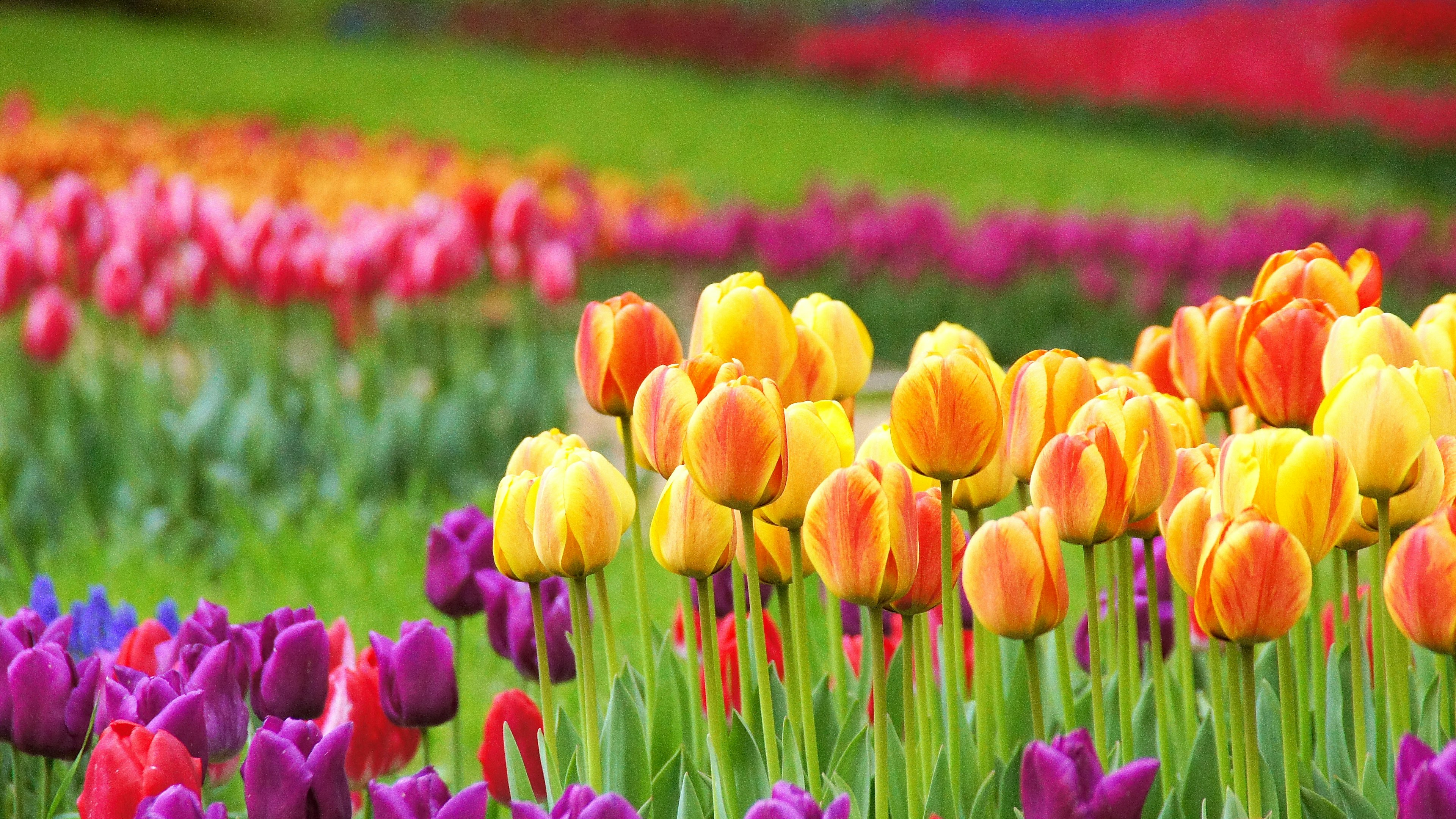 Colorful tulips blooming in a beautiful flower field