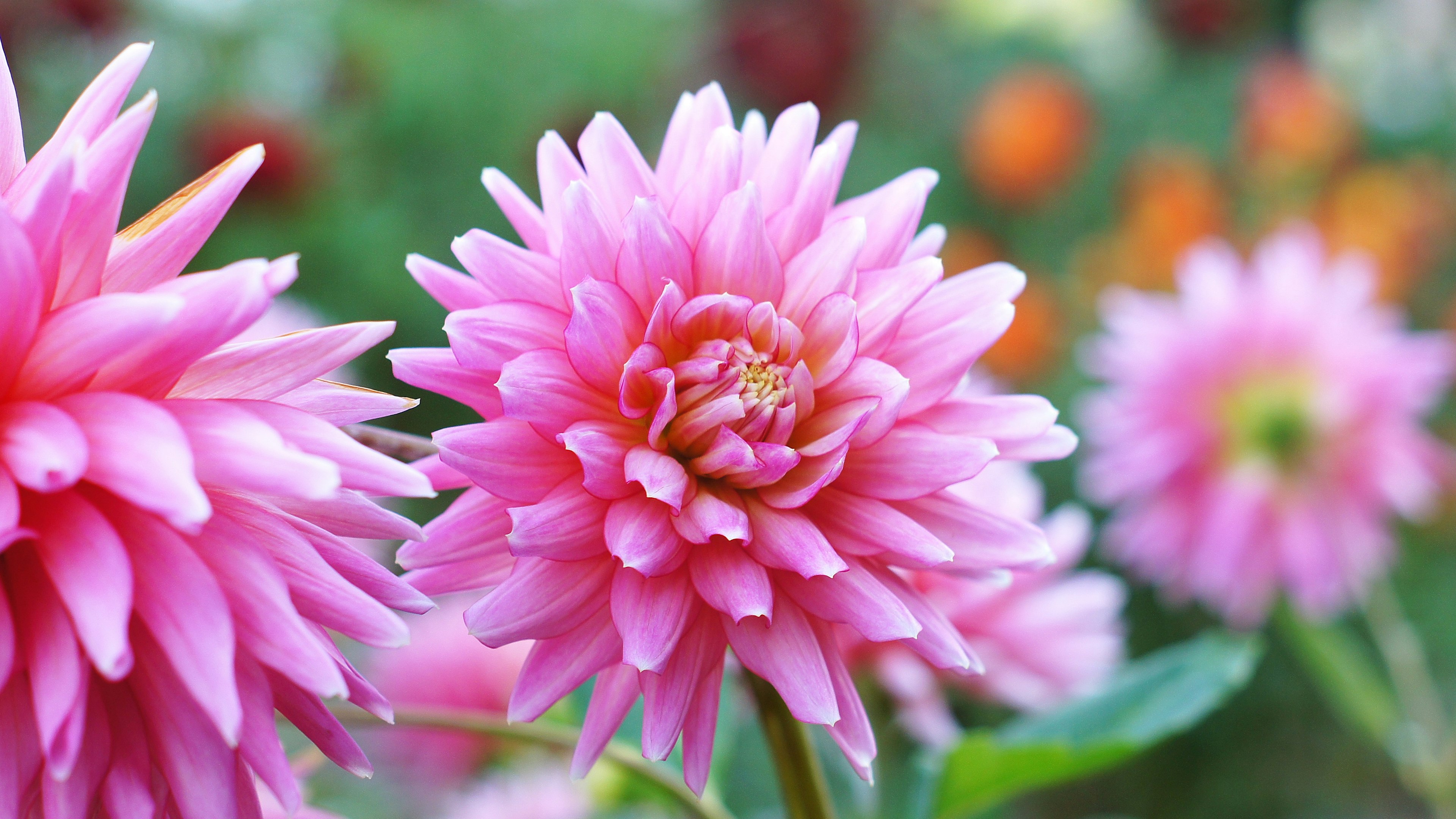 Bunga dahlia pink cerah mekar di taman