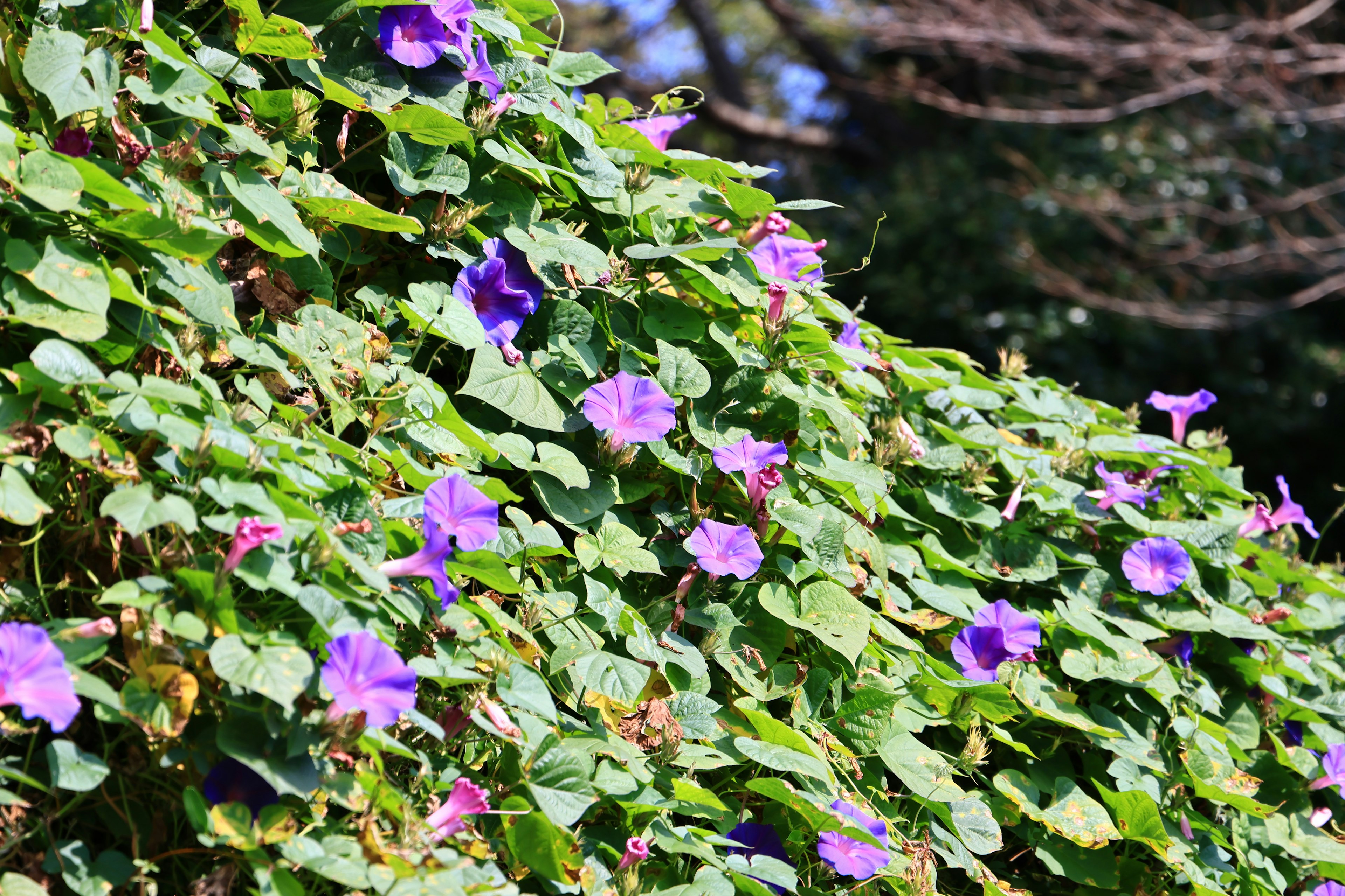 Primo piano di fogliame verde con fiori viola in fiore