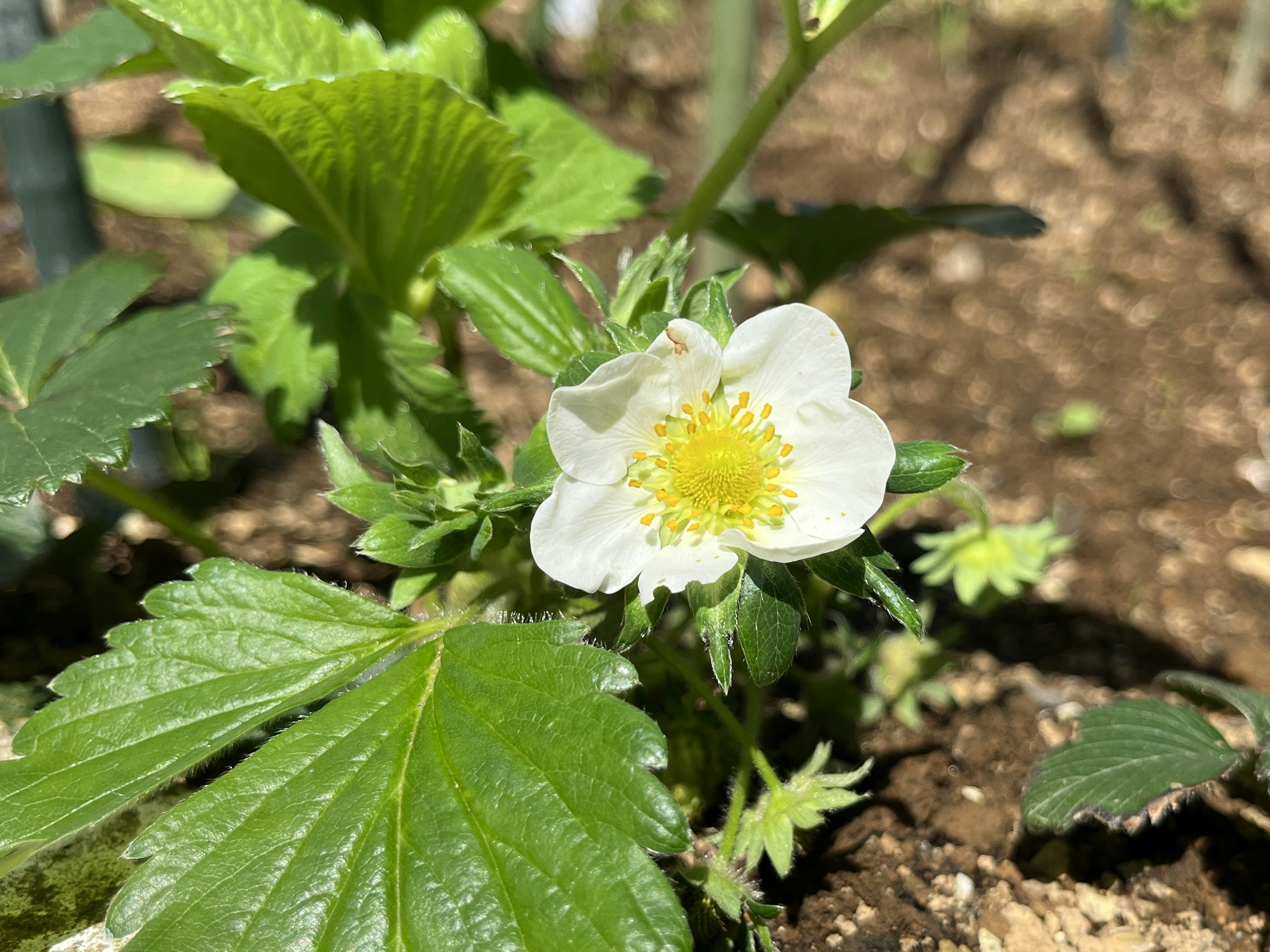 Close-up bunga stroberi putih dengan daun hijau