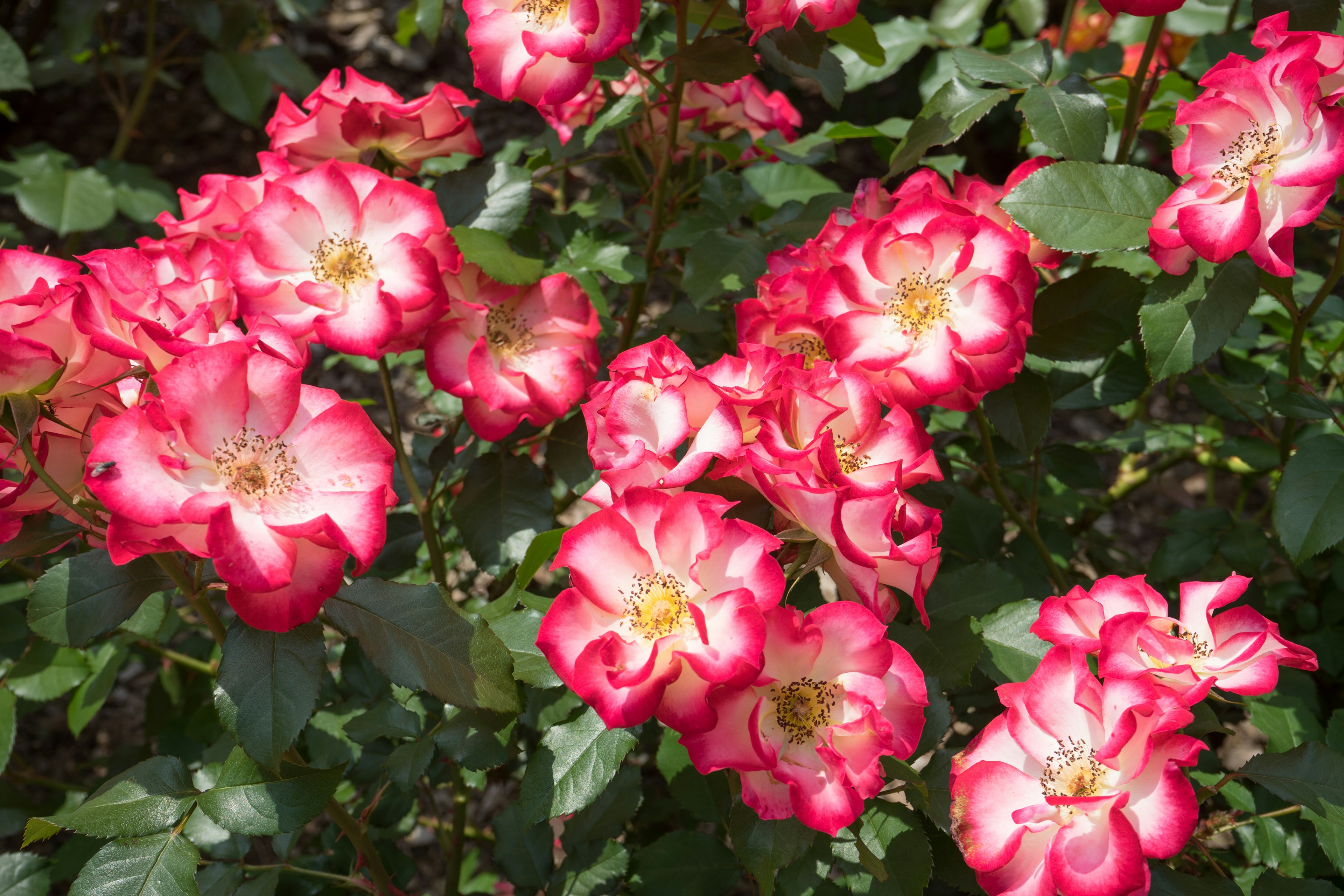 A vibrant display of pink and white roses in full bloom