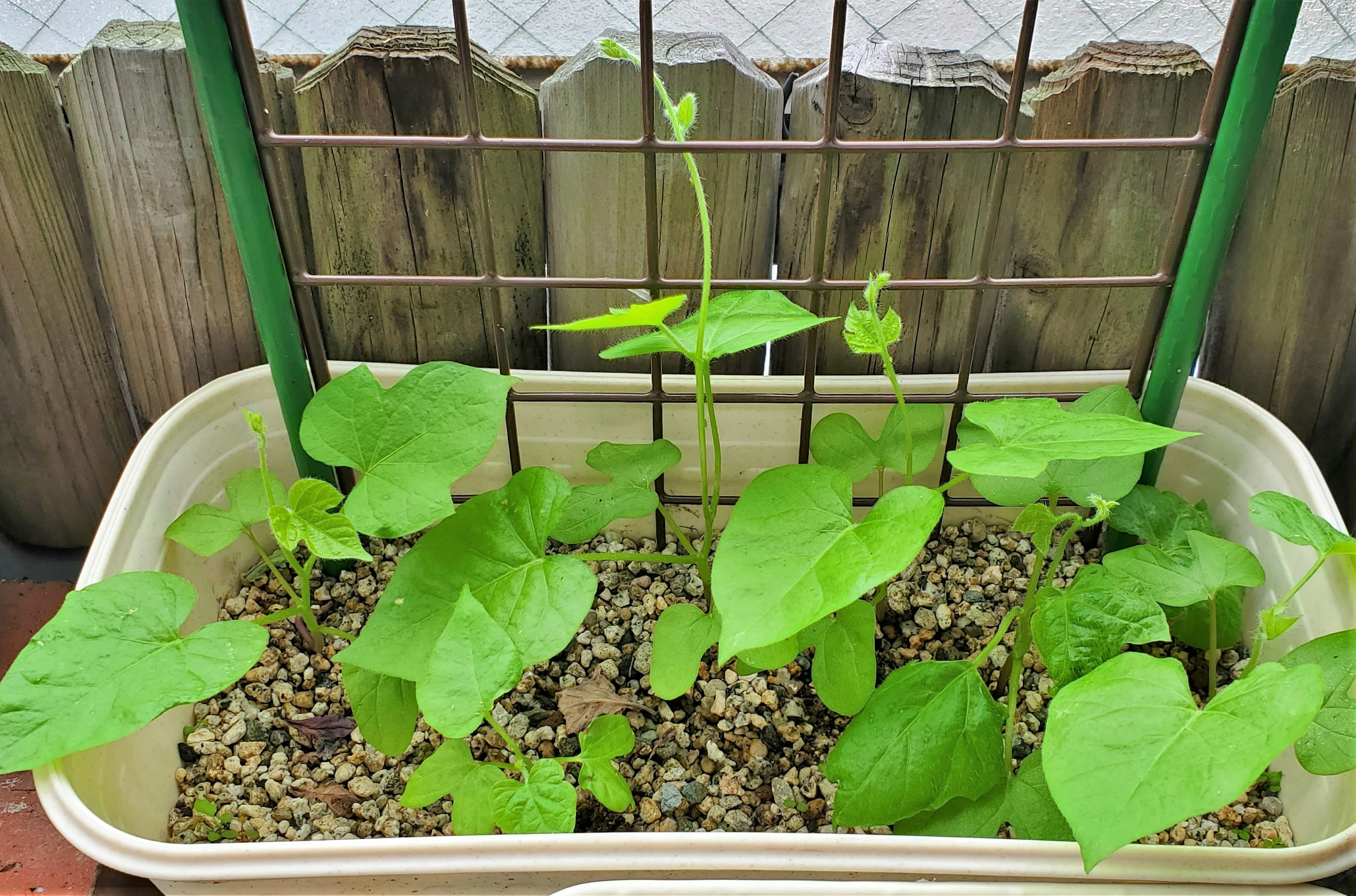 Wachsende Bohnenkeimlinge in einem Blumentopf mit Rankgitter