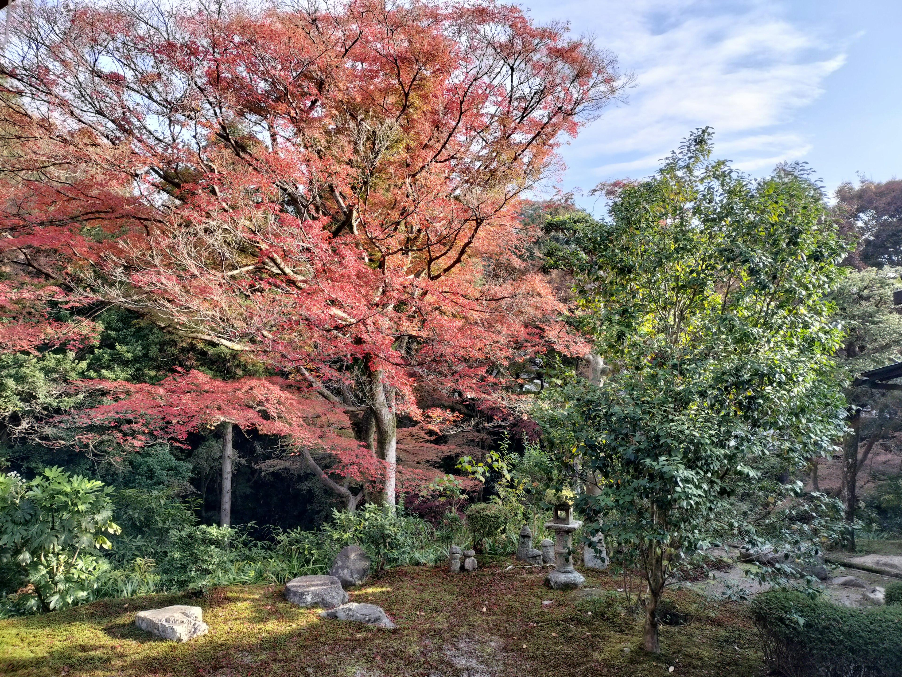 ทิวทัศน์สวนที่สวยงามพร้อมใบไม้เปลี่ยนสีสดใสและพืชสีเขียวชอุ่ม