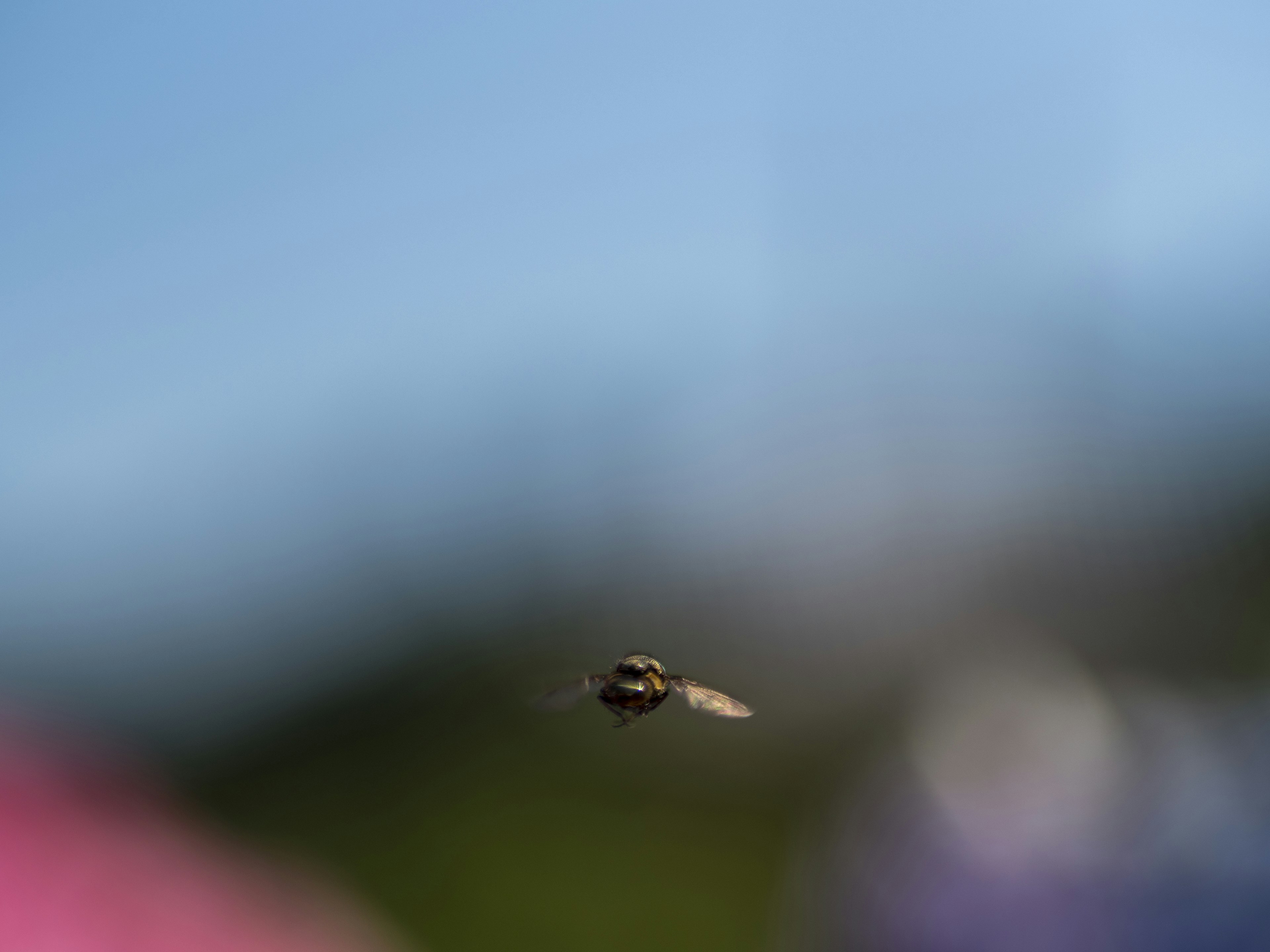 Nahaufnahme eines fliegenden Insekts mit verschwommenen Blumen und Grün im Hintergrund