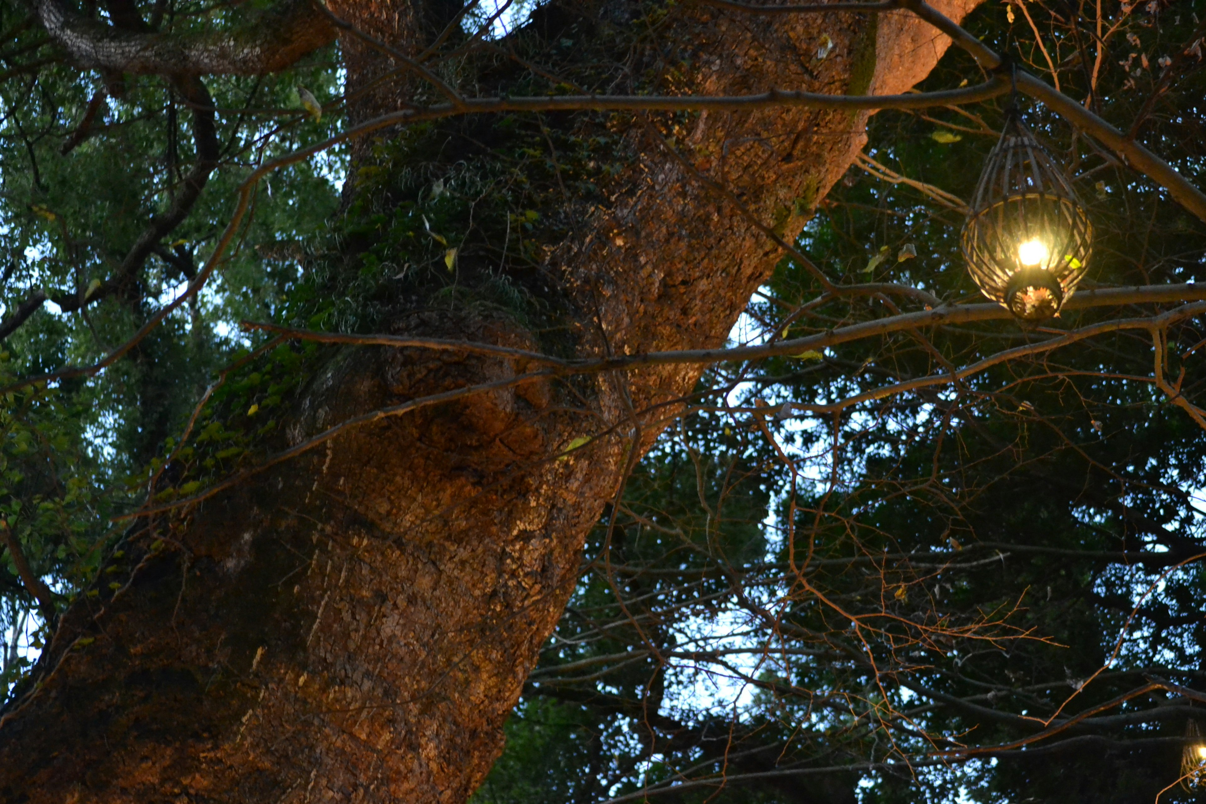 Una lámpara de luz cálida colgando de una gran rama de árbol