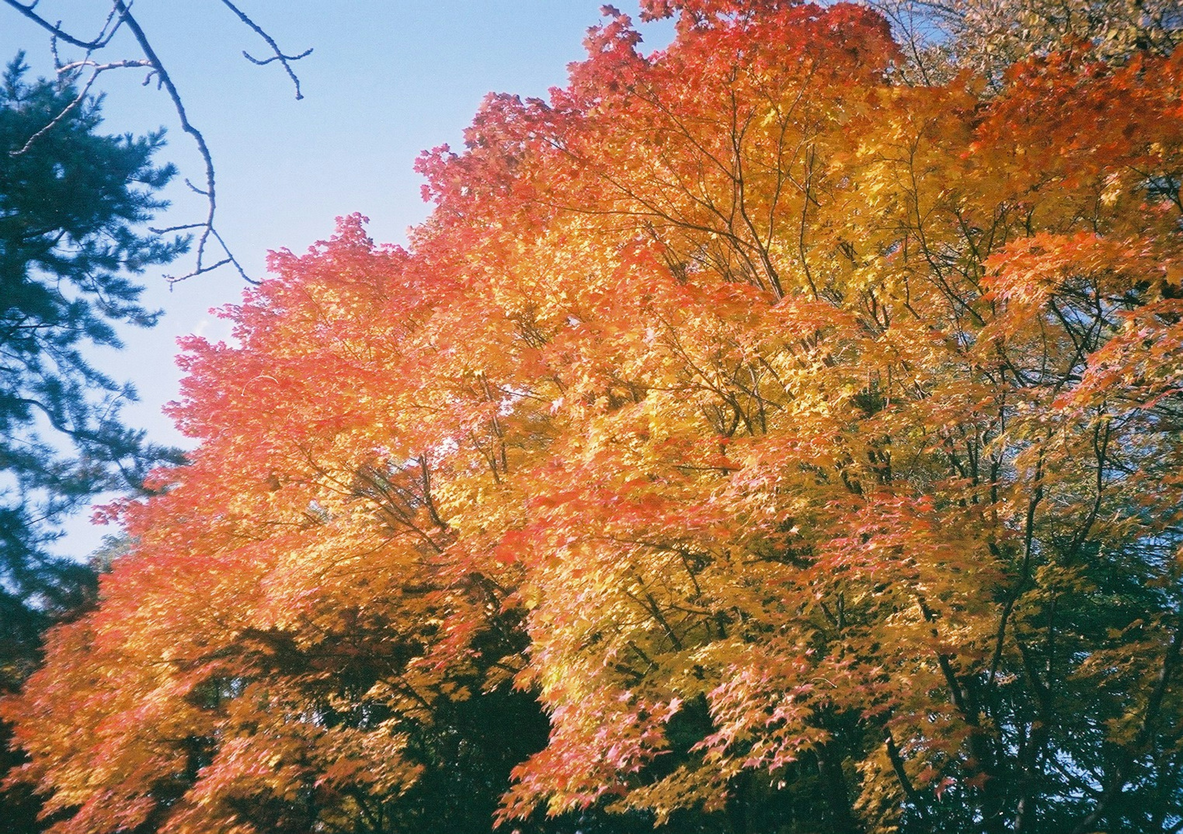 秋の紅葉した木々の鮮やかな色合い